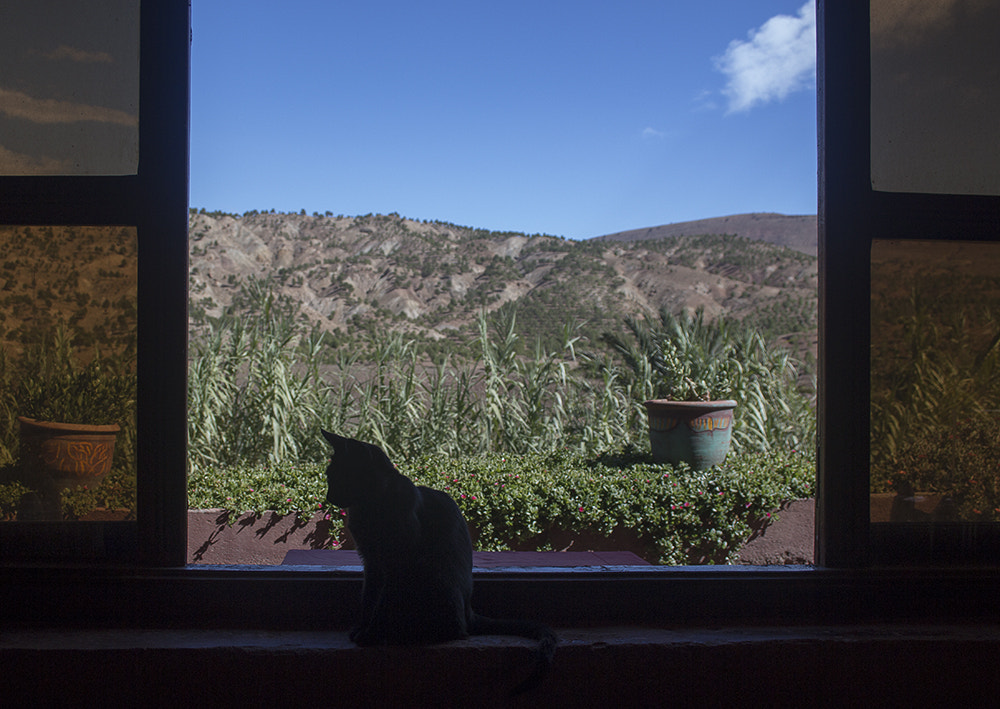 Canon EF-S 18-55mm F3.5-5.6 sample photo. Windowcat photography