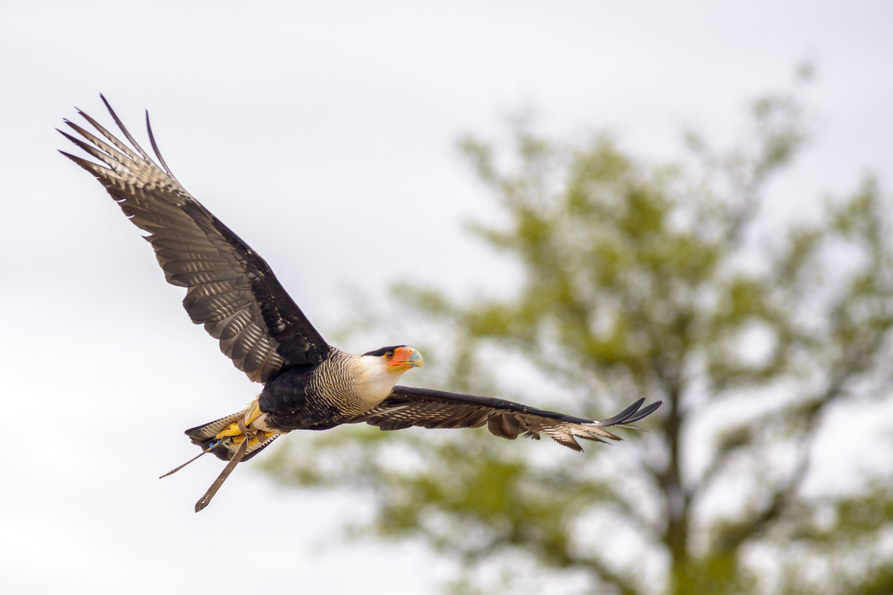 Nikon D800 + AF Nikkor 180mm f/2.8 IF-ED sample photo. Caracara photography
