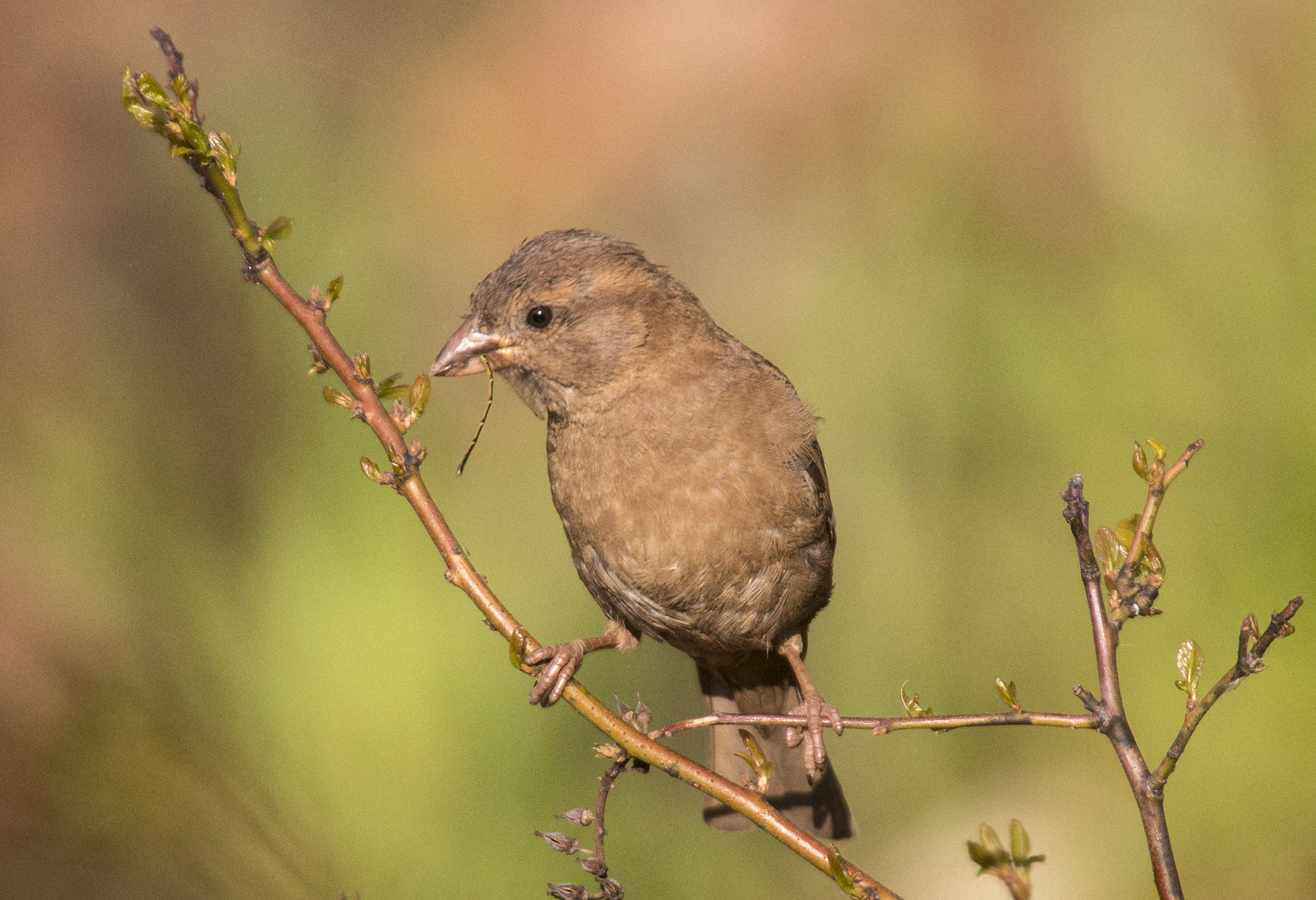 Canon EOS 70D + Sigma 50-500mm F4.5-6.3 DG OS HSM sample photo. The unnamed sparrow photography