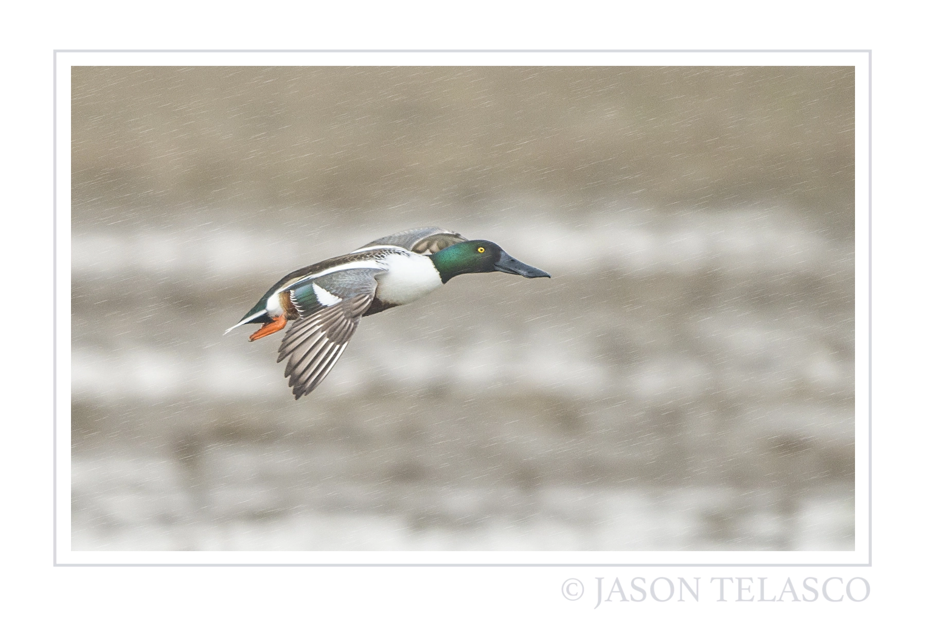 Nikon D800 + Nikon AF-S Nikkor 500mm F4G ED VR sample photo. Northern shoveler in the rain photography