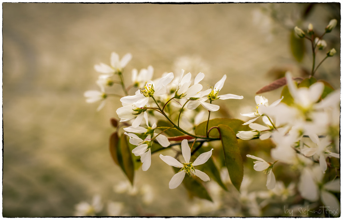 Pentax smc FA 43mm F1.9 Limited sample photo. Blossom photography