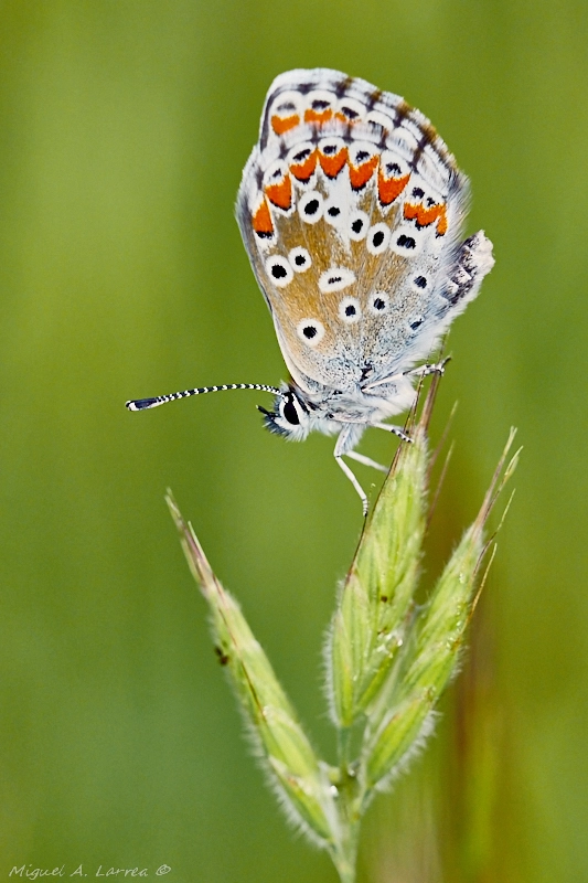 Sony ILCA-77M2 sample photo. Polyommatus icarus photography
