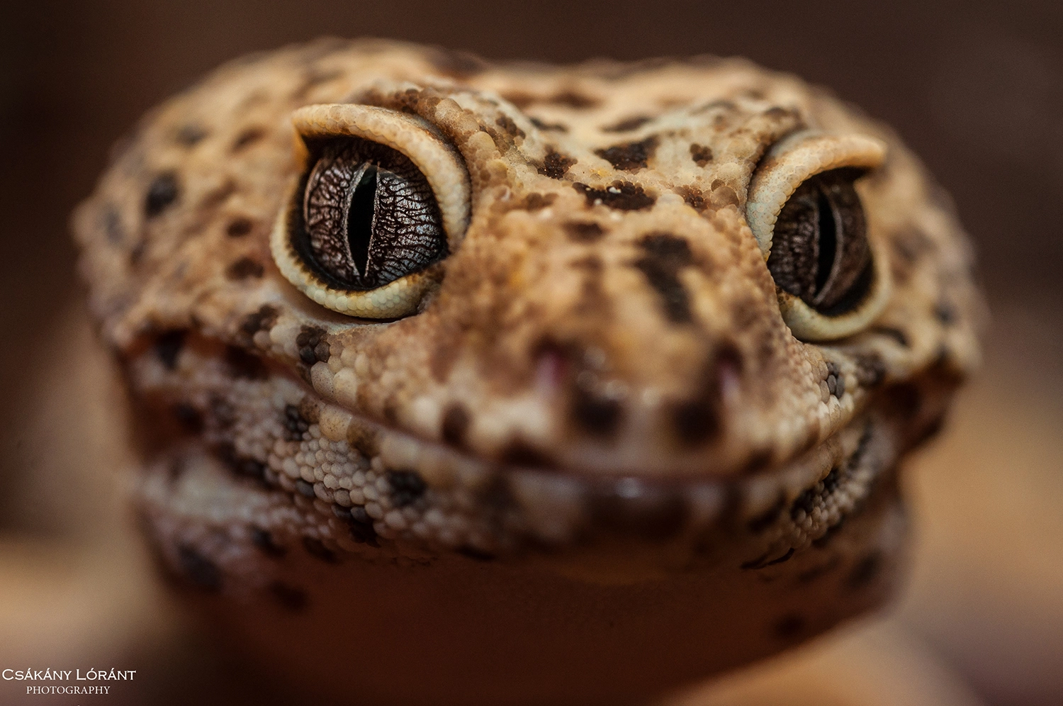Sigma 105mm F2.8 EX DG OS HSM sample photo. Leopard gecko photography