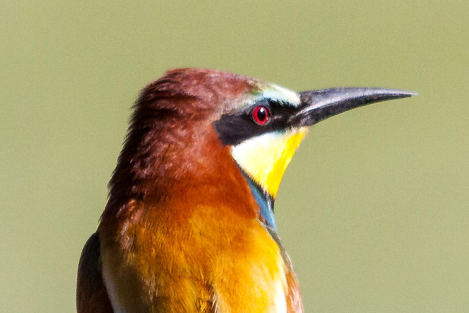 Sigma 150-500mm F5-6.3 DG OS HSM sample photo. Gruccione photography