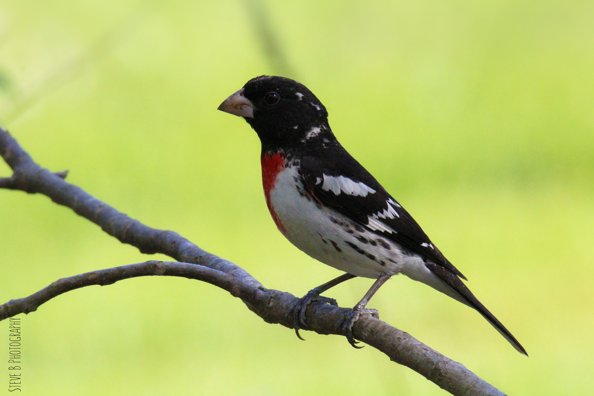 Tamron SP 150-600mm F5-6.3 Di VC USD sample photo. Male rose-breasted grosbeak photography