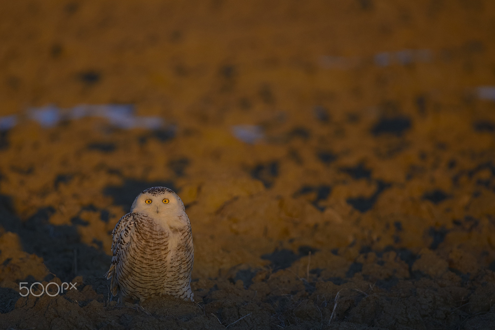 Nikon D800 + Nikon AF-S Nikkor 600mm F4G ED VR sample photo. Harfang photography