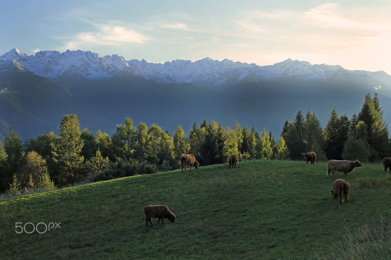 Canon EF-S 18-55mm F3.5-5.6 sample photo. Grazing highlander caws photography