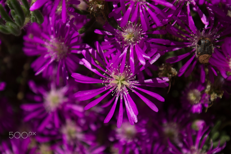 Canon EOS 60D + Canon EF 16-35mm F4L IS USM sample photo. Flower photography