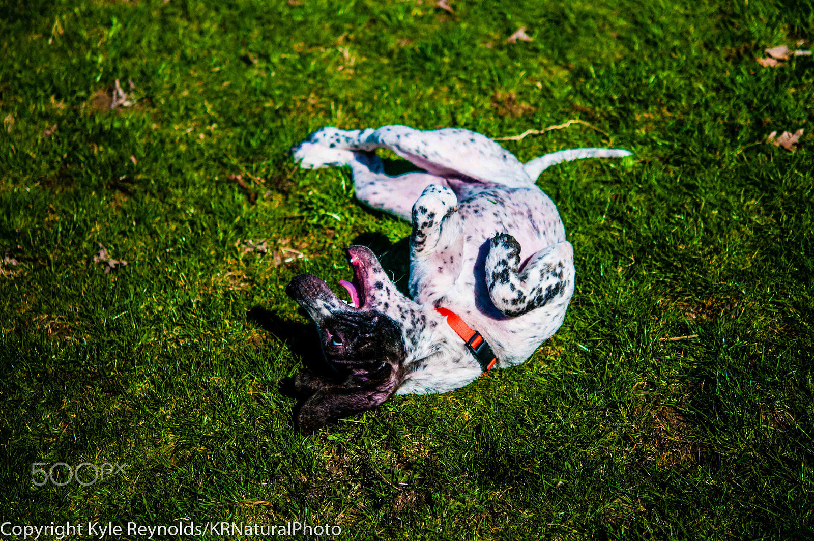 Nikon AF-S Micro-Nikkor 60mm F2.8G ED sample photo. Happy chloe photography