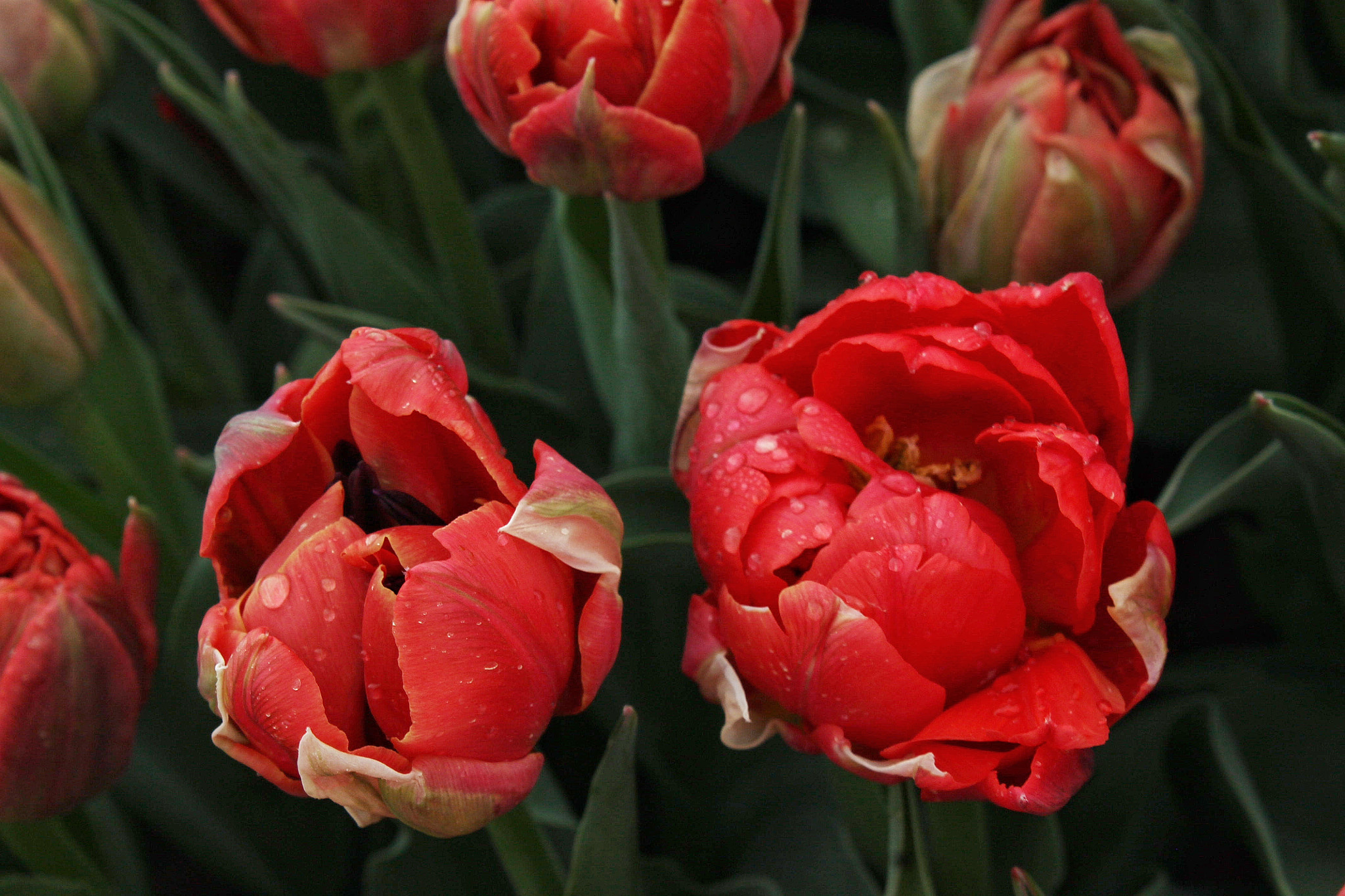 Canon EOS 1100D (EOS Rebel T3 / EOS Kiss X50) + Canon EF-S 18-55mm F3.5-5.6 IS II sample photo. Abbotsford,british columbia tulip festival photography