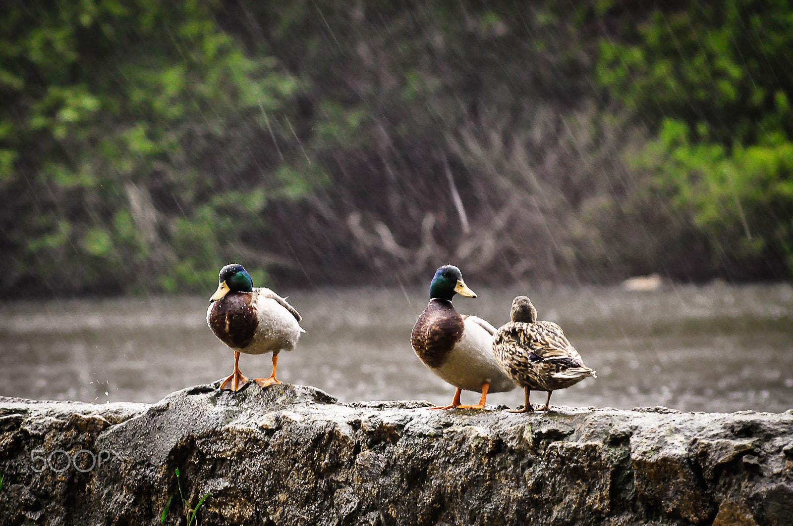 Nikon D90 + AF Zoom-Nikkor 70-210mm f/4 sample photo. Ducks on rain photography