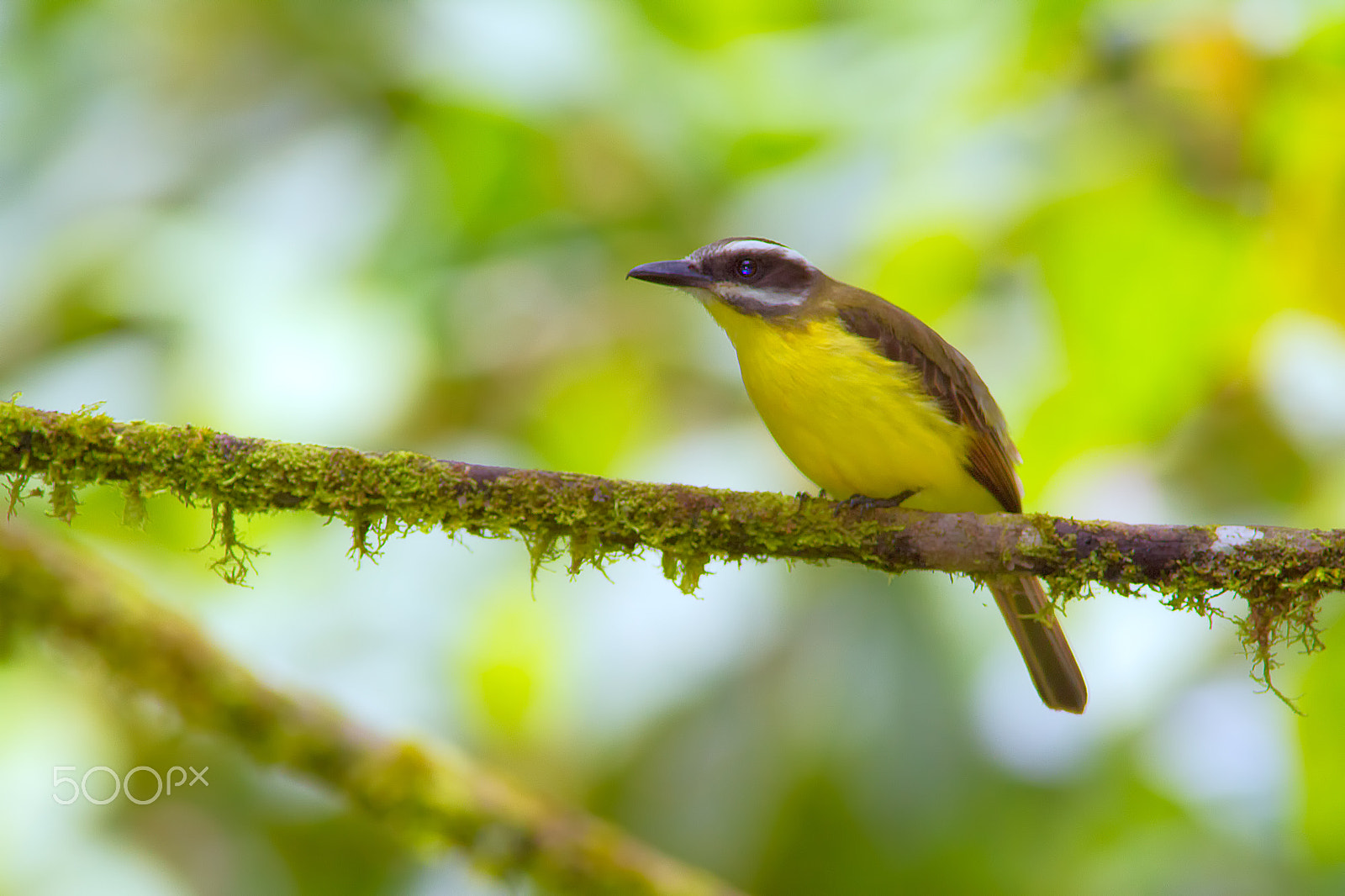 Canon EF 400mm F5.6L USM sample photo. Golden bellied flycatcher photography