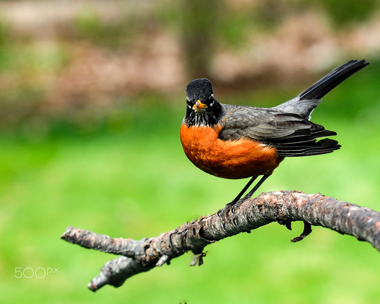 Nikon D300S sample photo. You looking at me photography