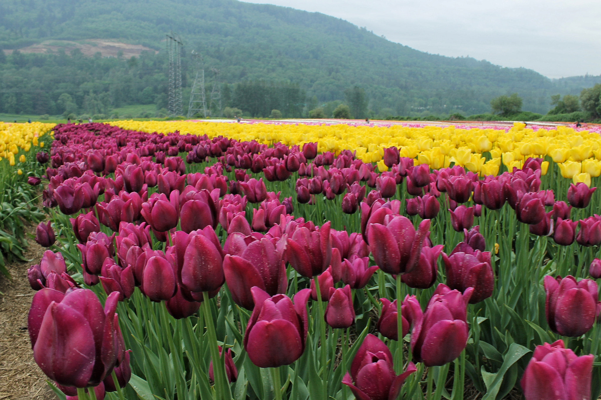 Canon EOS 1100D (EOS Rebel T3 / EOS Kiss X50) + Canon EF-S 18-55mm F3.5-5.6 IS II sample photo. Abbotsford, british columbia tulip festival photography