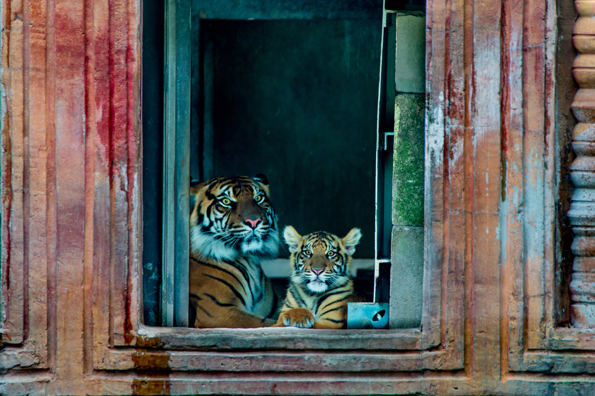Tamron SP 150-600mm F5-6.3 Di VC USD sample photo. Mommy' cub photography