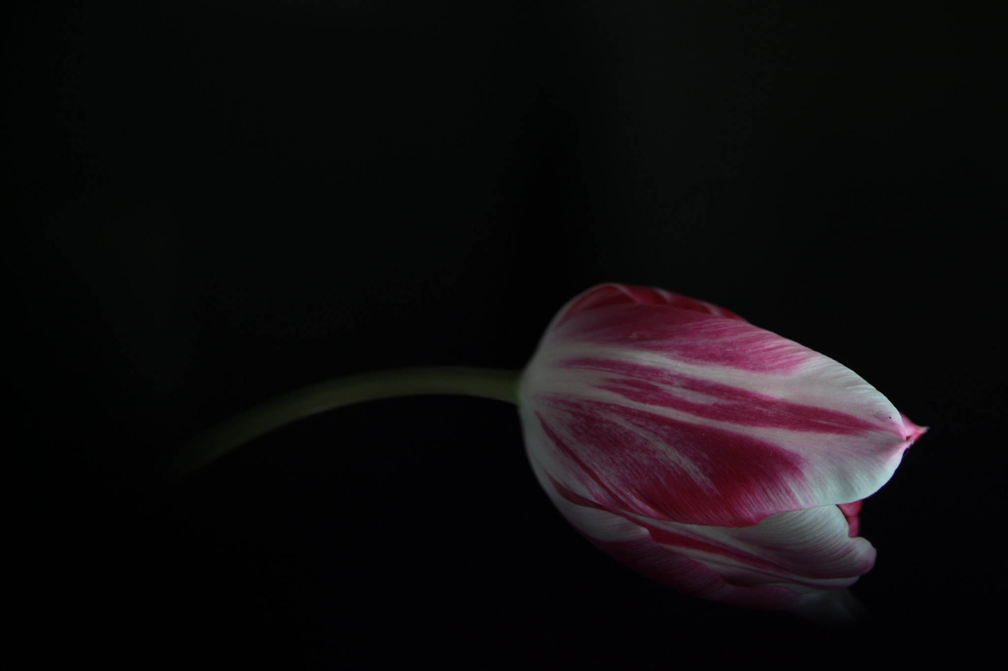 Canon EF-S 60mm F2.8 Macro USM sample photo. Tulipánom photography