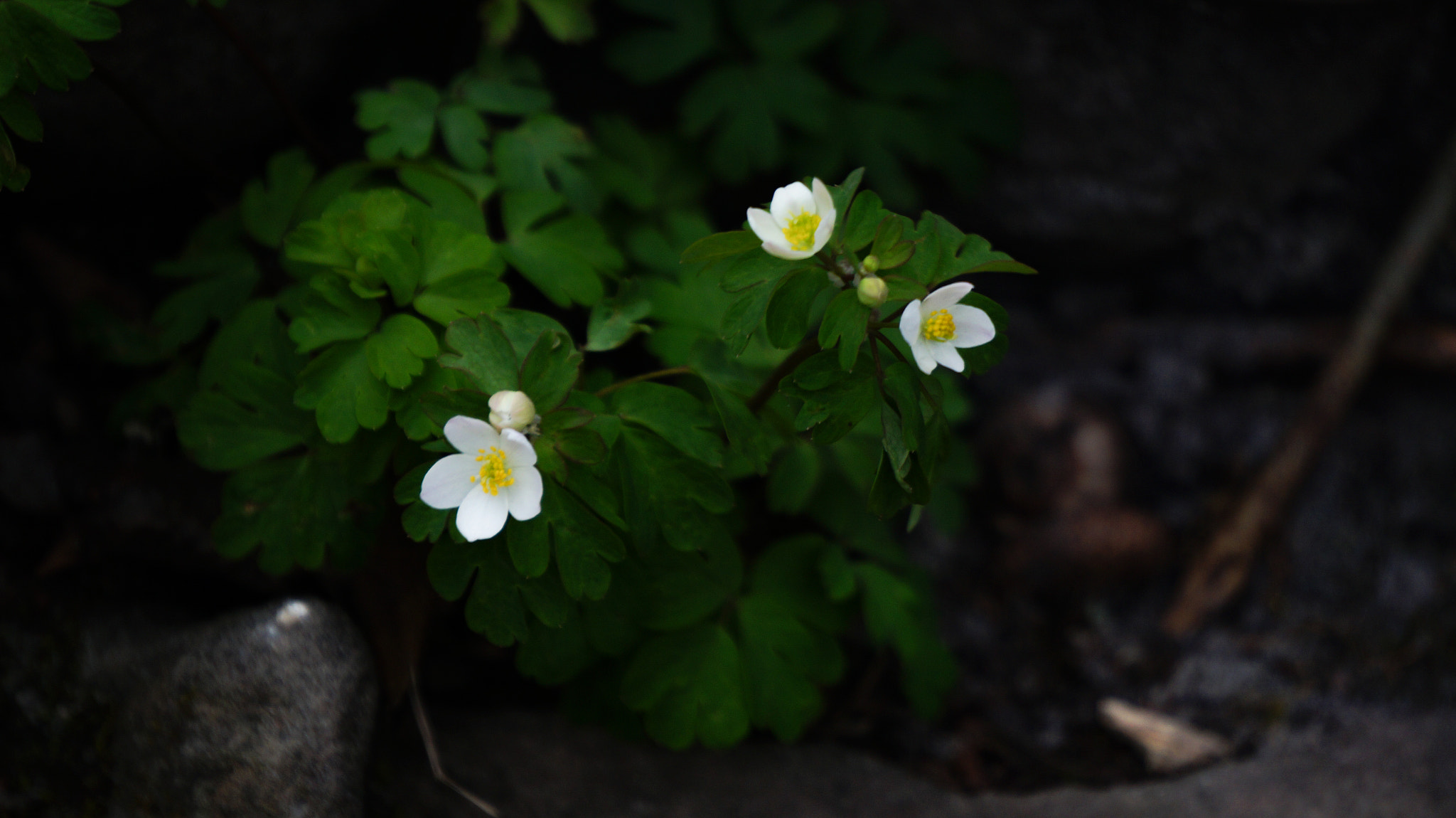 Sony Alpha a3000 sample photo. Spring flowers photography
