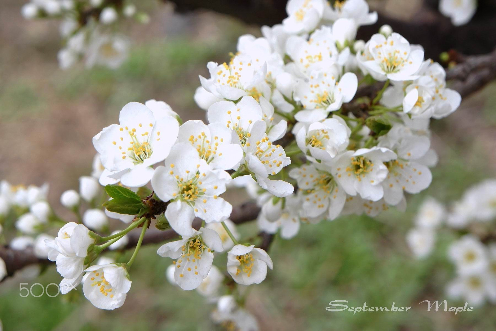 Sony NEX-5C sample photo. 洁白的李花 photography