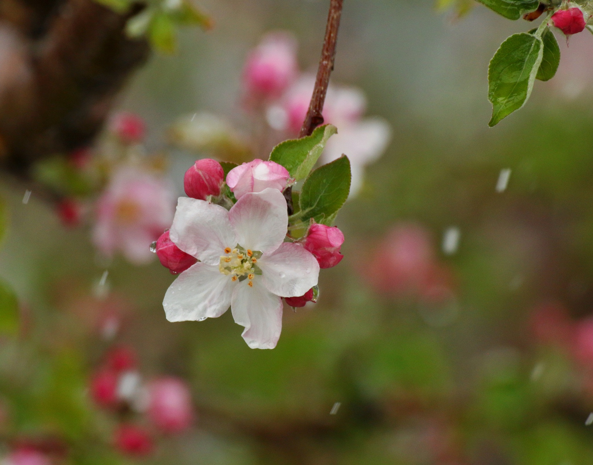 Canon EOS 70D + Canon 70-300mm sample photo. Apple blossom defying last spring snow photography