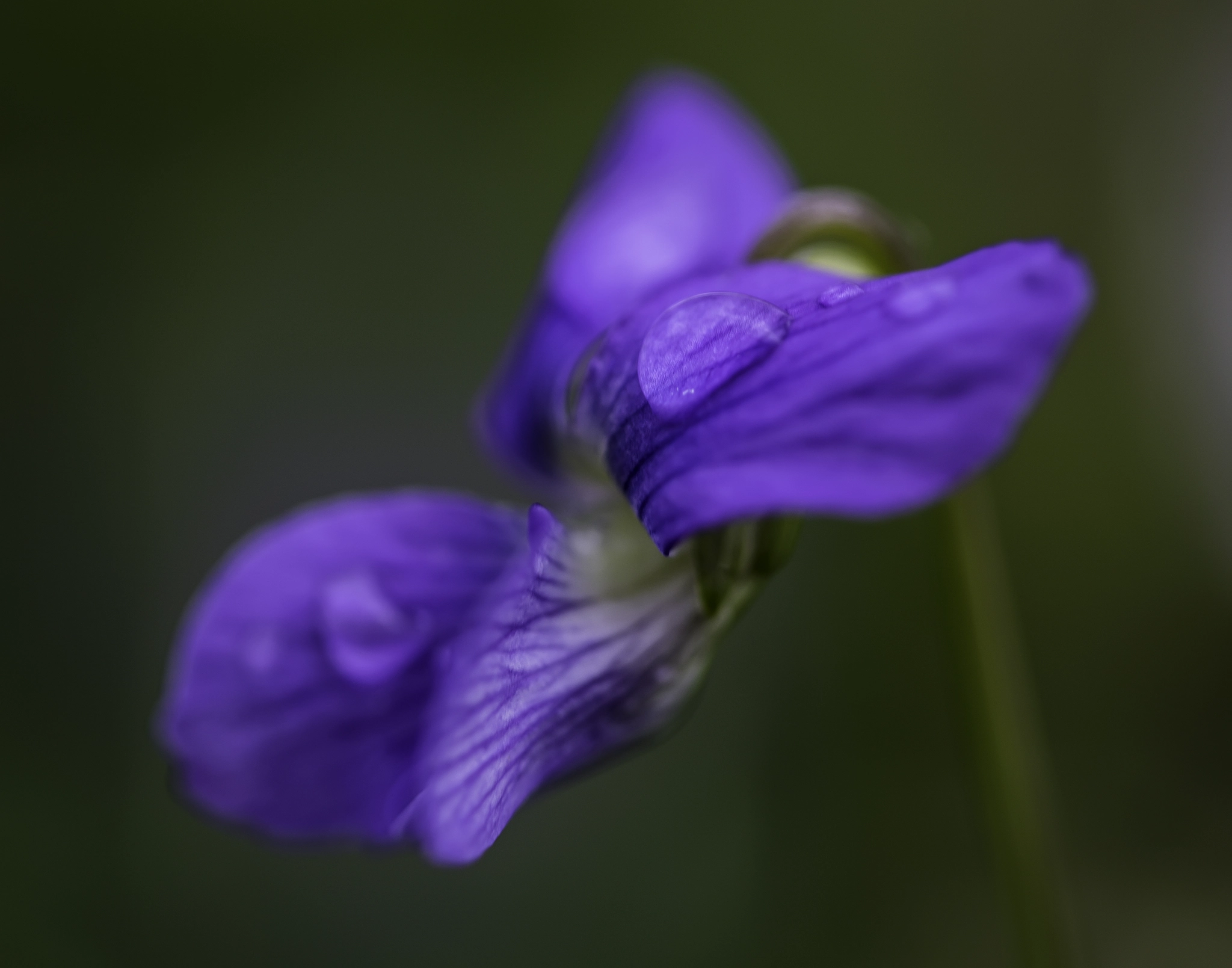 Sony a7 + Canon EF 100mm F2.8L Macro IS USM sample photo. Blue wildflower. photography