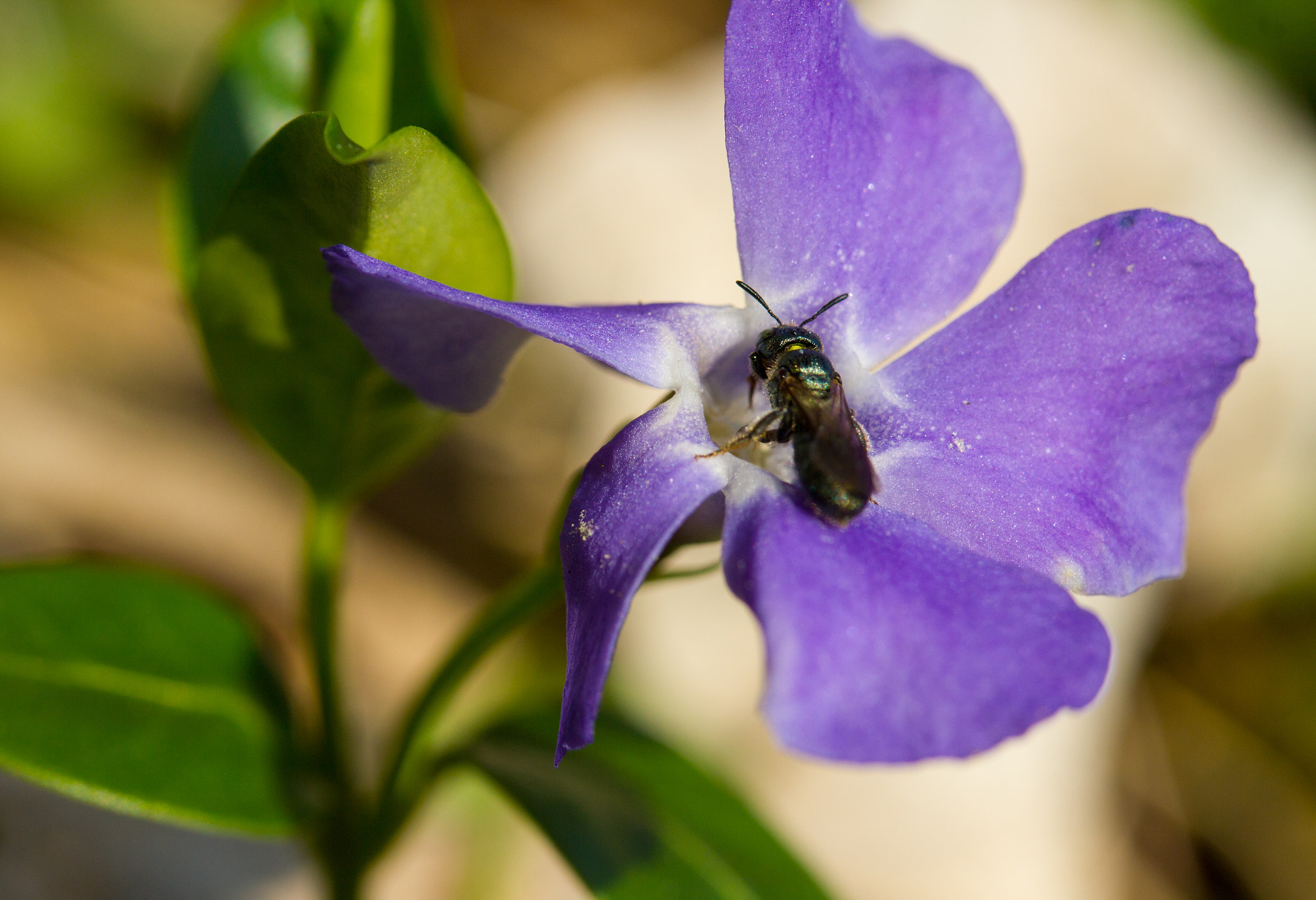 Canon EF-S 60mm F2.8 Macro USM sample photo. Periwinkle invader photography