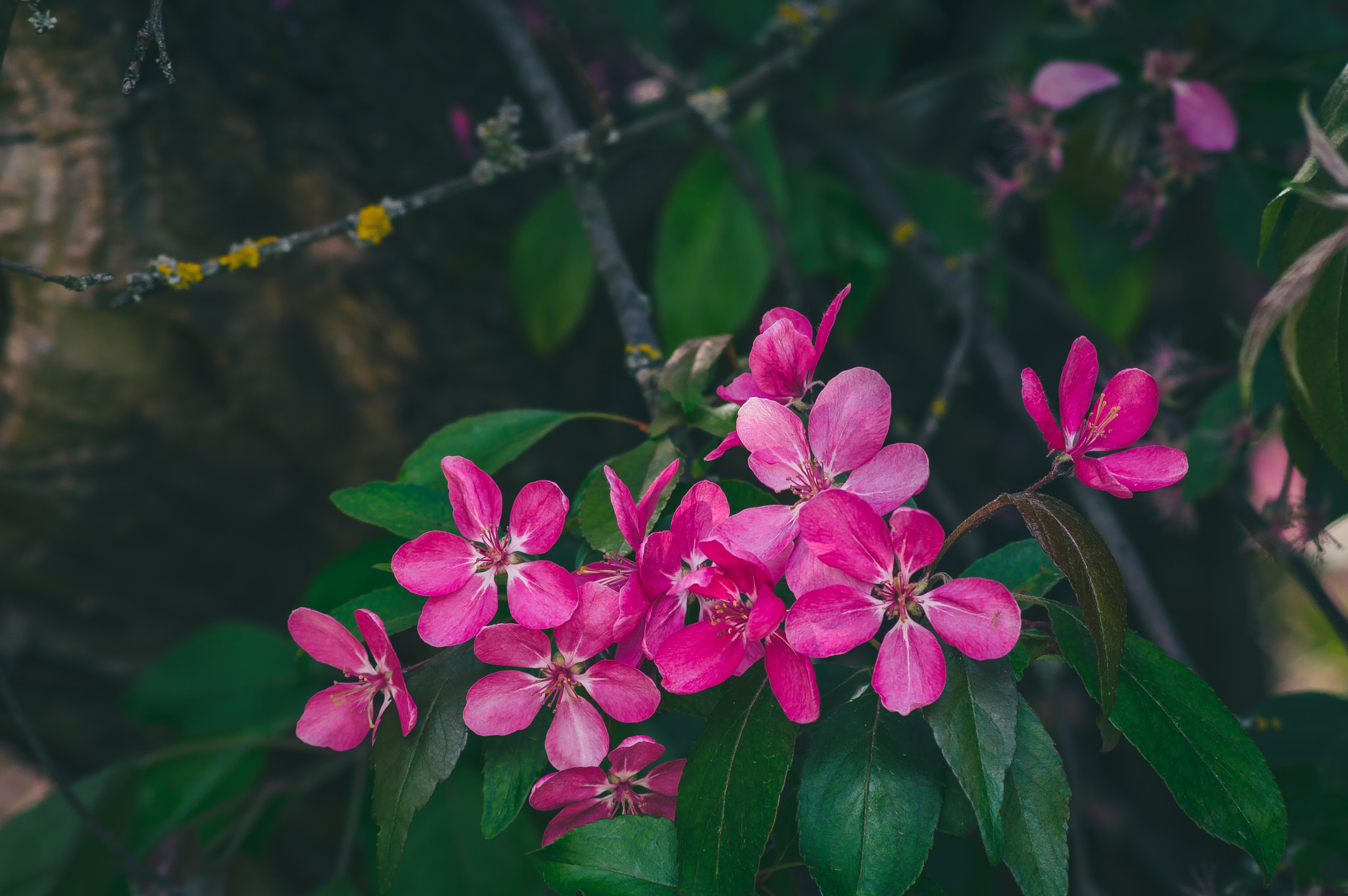 Nikon D3200 + AF Nikkor 70-210mm f/4-5.6 sample photo. Beauty in the park photography