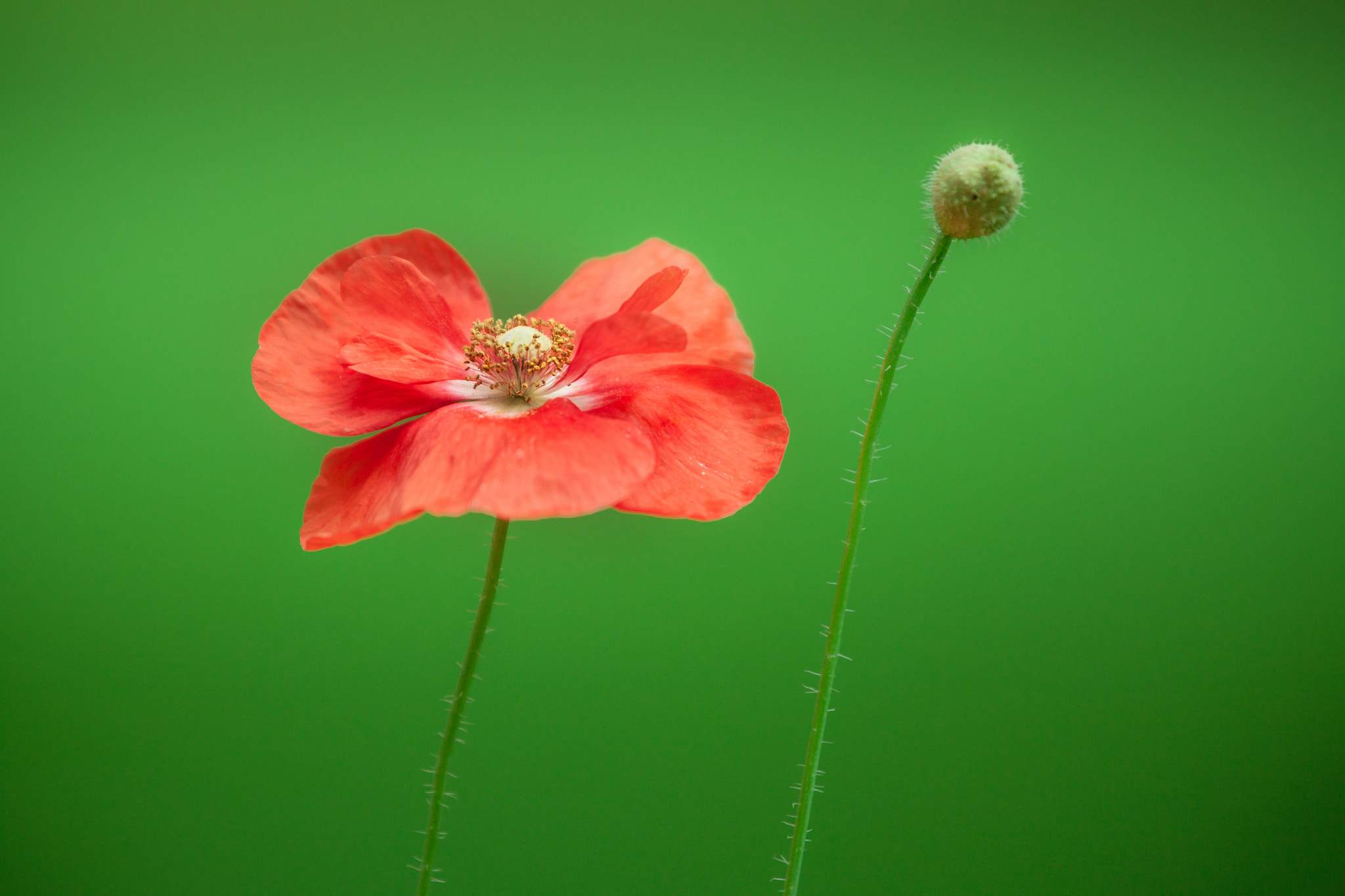 Canon EOS 500D (EOS Rebel T1i / EOS Kiss X3) sample photo. Big brother photography