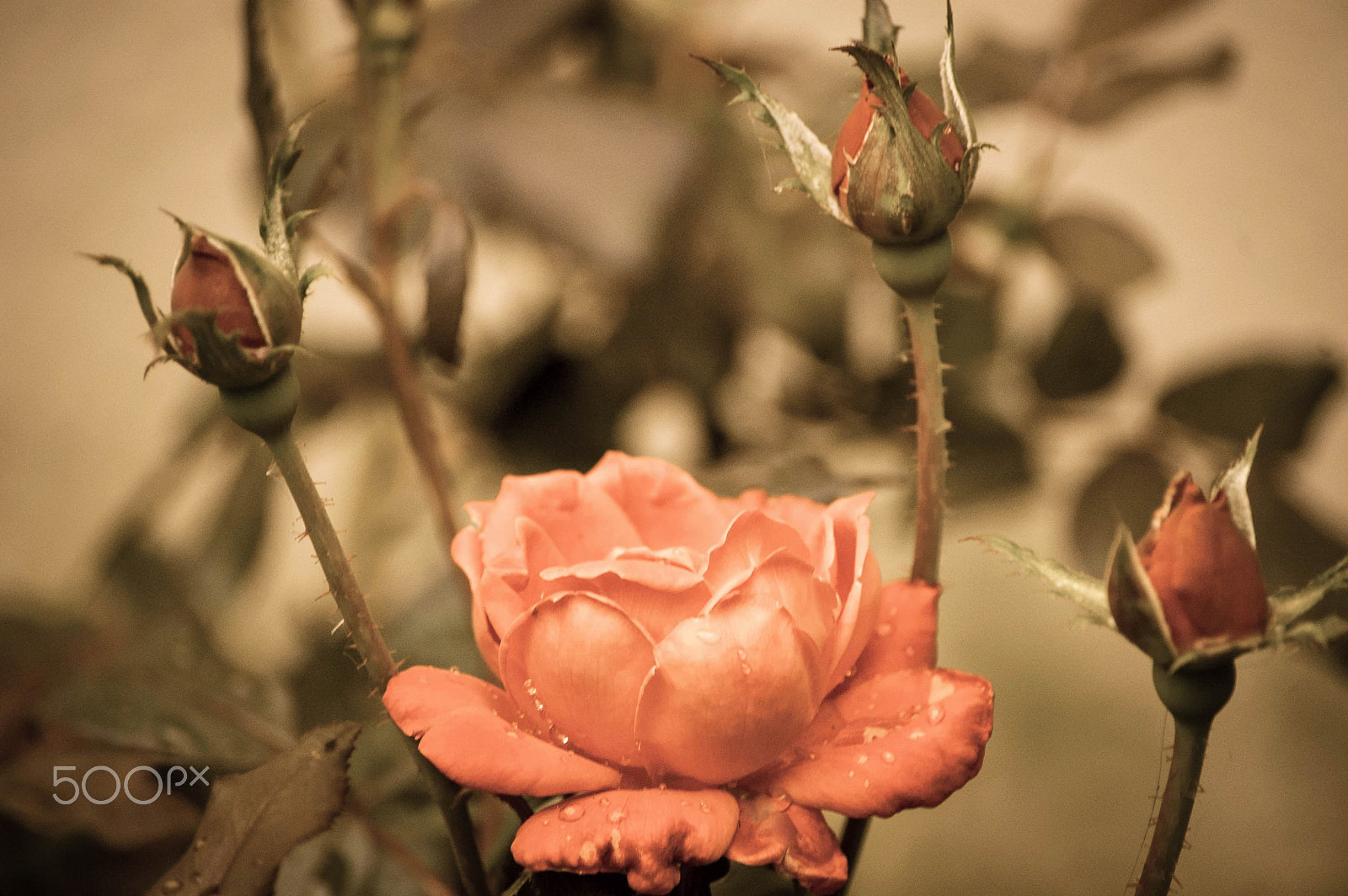 Nikon D40 sample photo. Rose photography