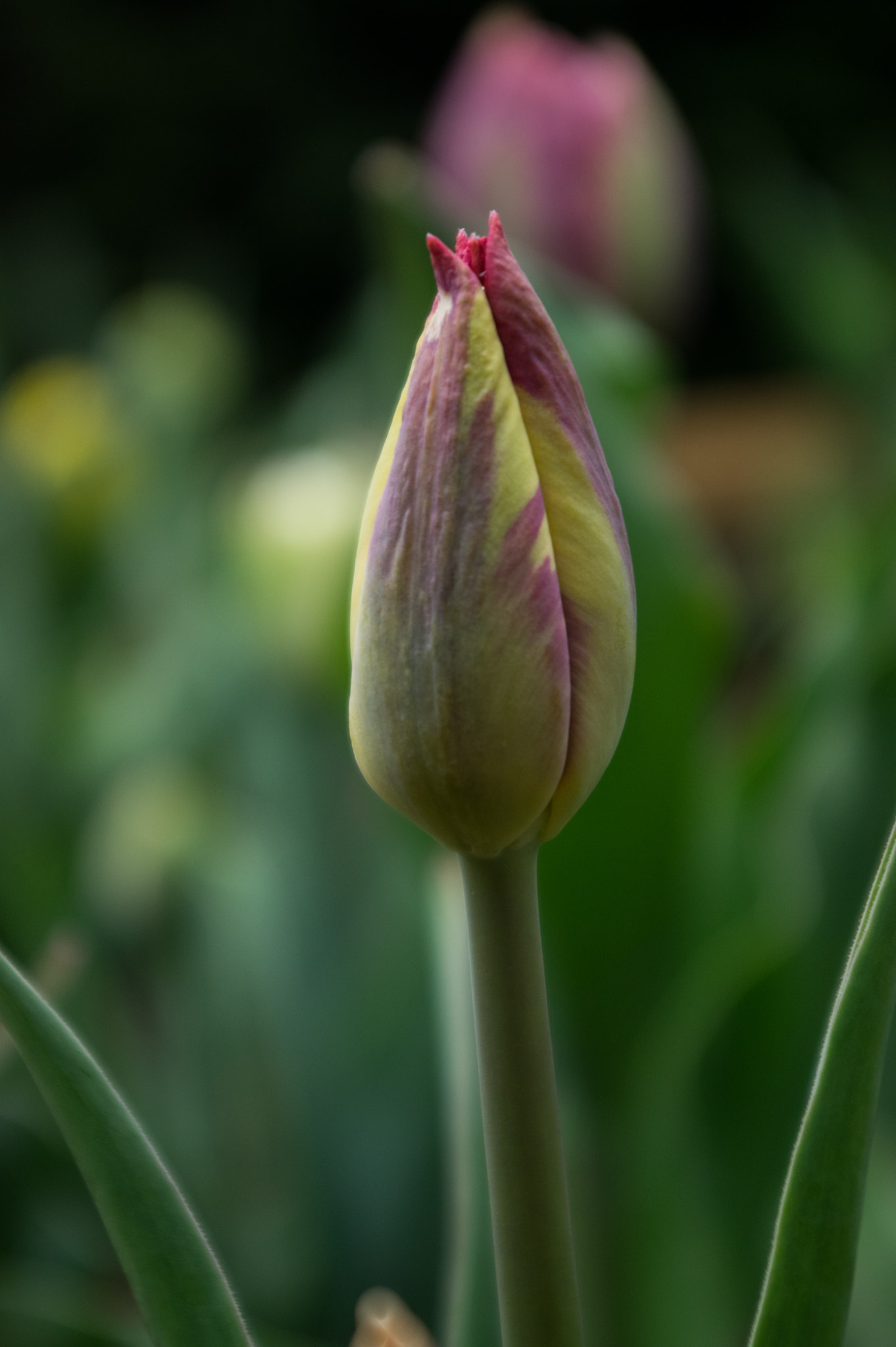 Pentax smc DA 18-55mm F3.5-5.6 AL sample photo. Tulip photography