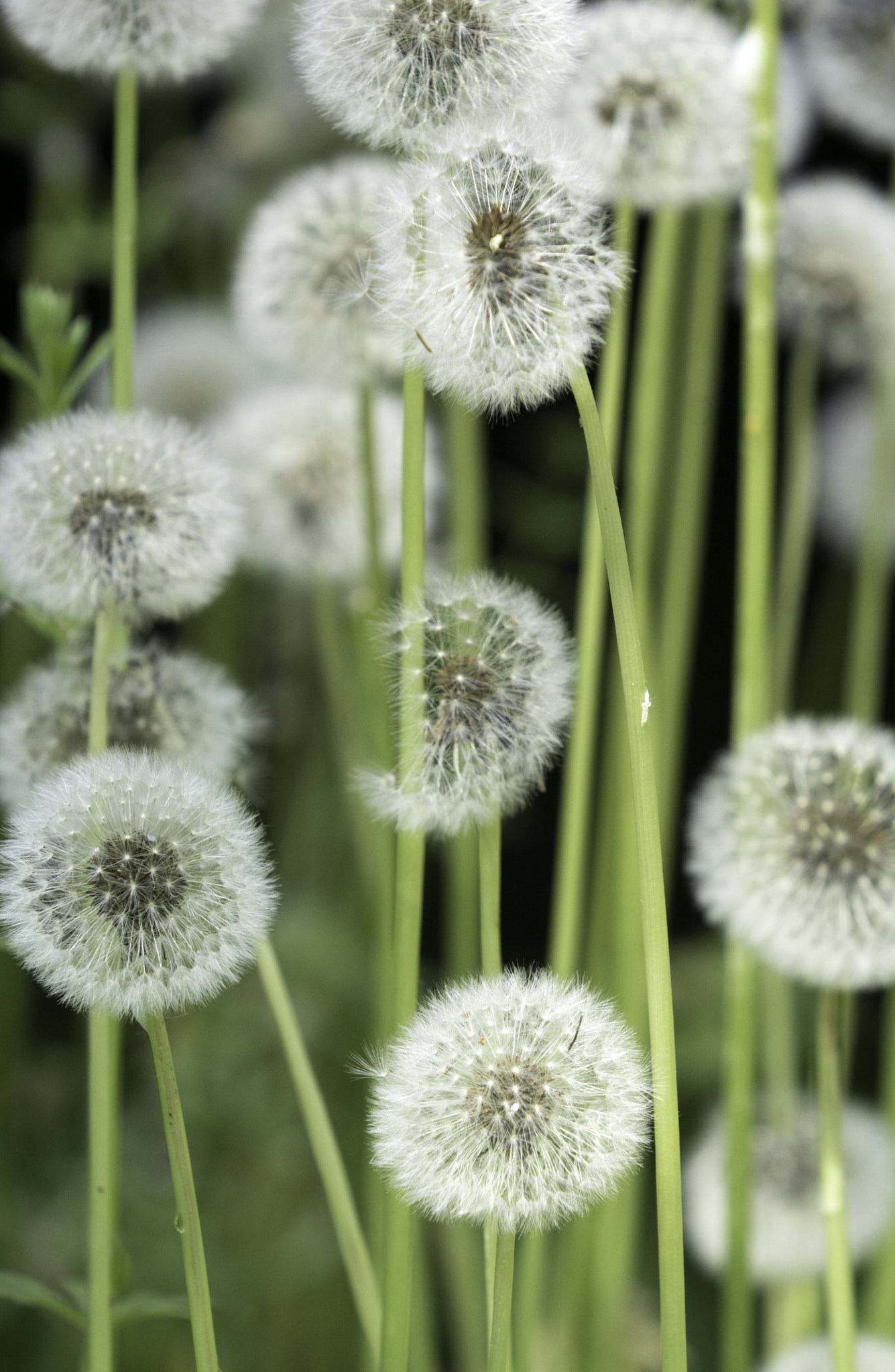Sony ILCA-77M2 + Minolta/Sony AF 70-200mm F2.8 G sample photo. Dandelions photography
