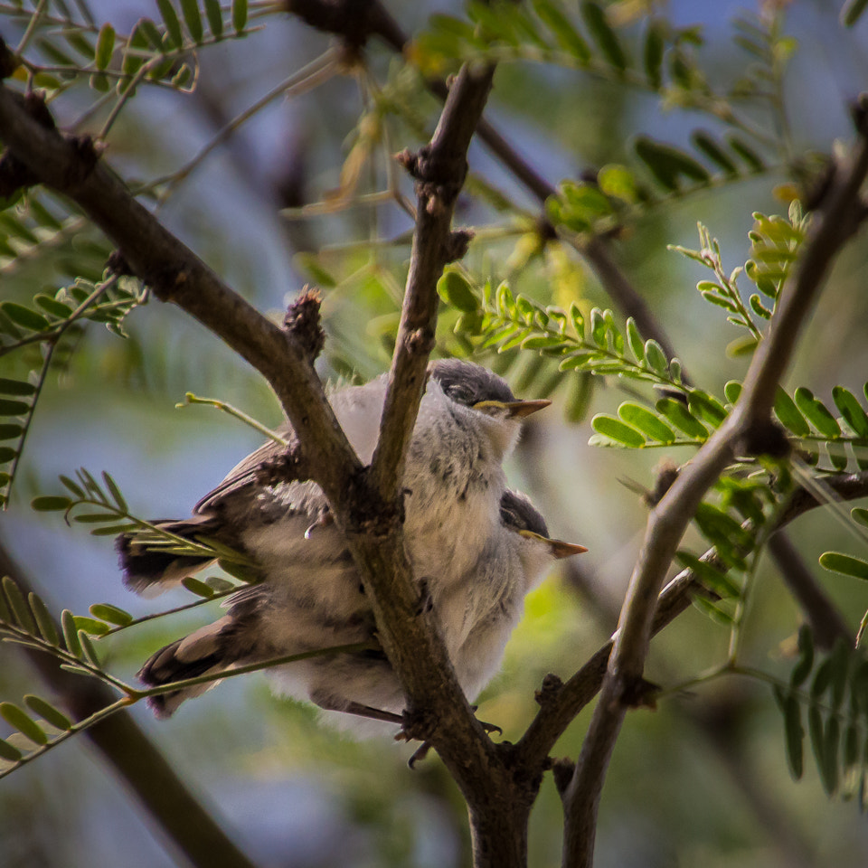 Canon EOS 100D (EOS Rebel SL1 / EOS Kiss X7) sample photo. Love birds photography