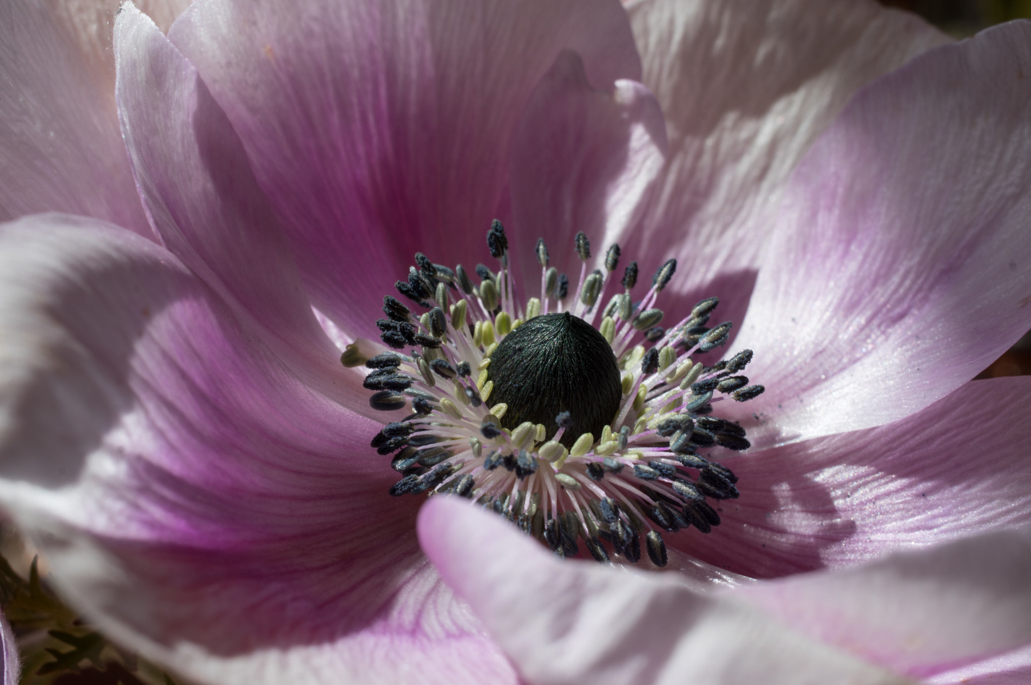 Pentax smc DA 35mm F2.8 Macro Limited sample photo. Anemone photography