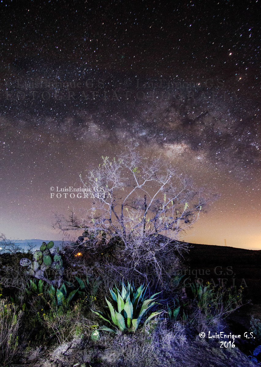 Canon EF-S 10-22mm F3.5-4.5 USM sample photo. Día de la tierra (Árbol y vía láctea) - puebla - méxico photography