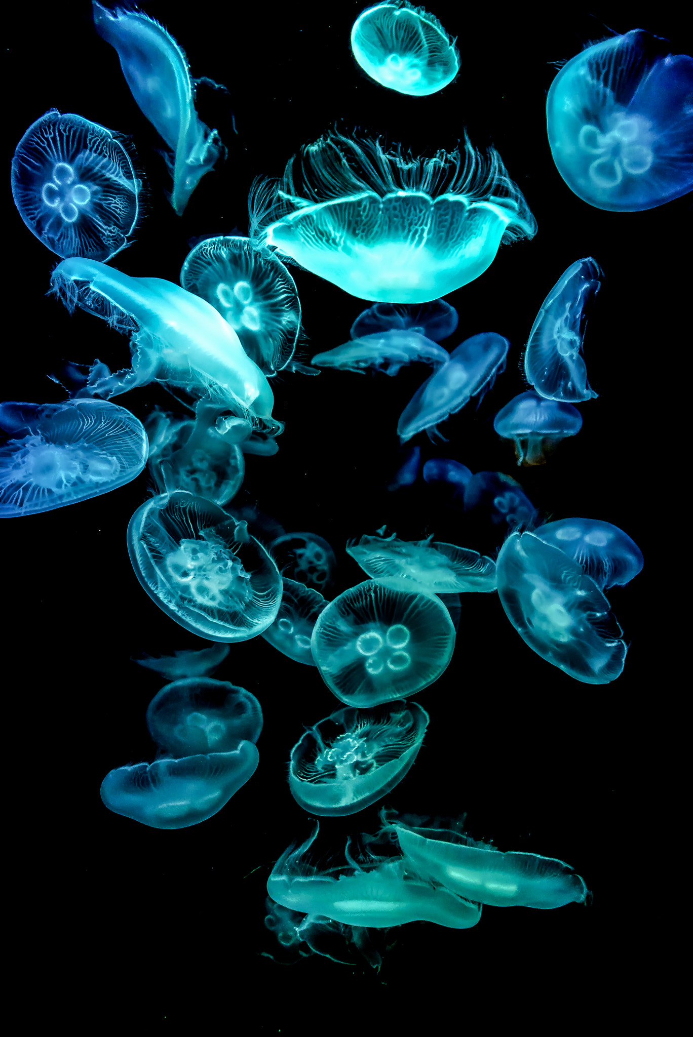 Sony a7S II + Sony FE 28mm F2 sample photo. Jelly fish photography