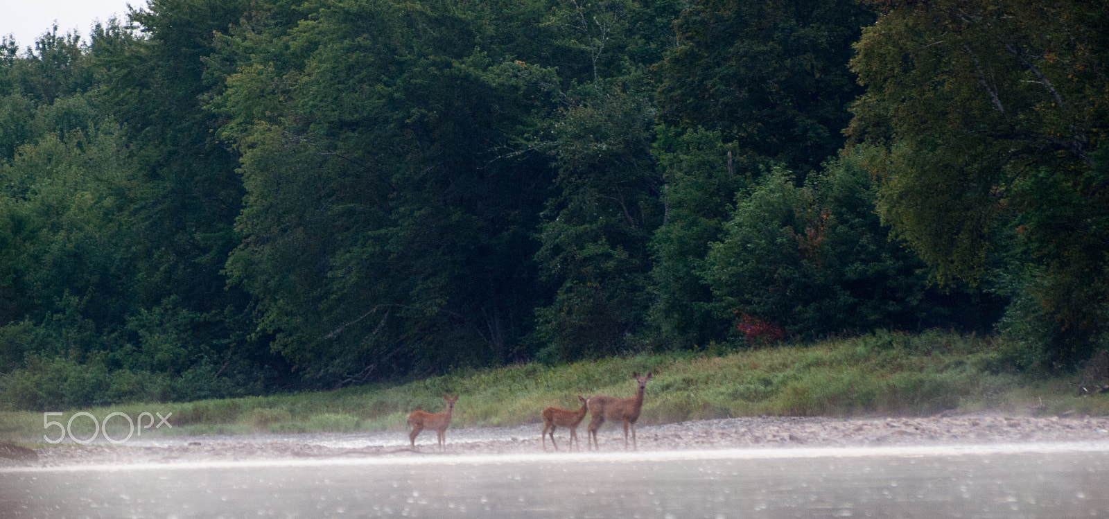 Olympus Zuiko Digital ED 70-300mm F4.0-5.6 sample photo. Deer on the miramachi river nb photography