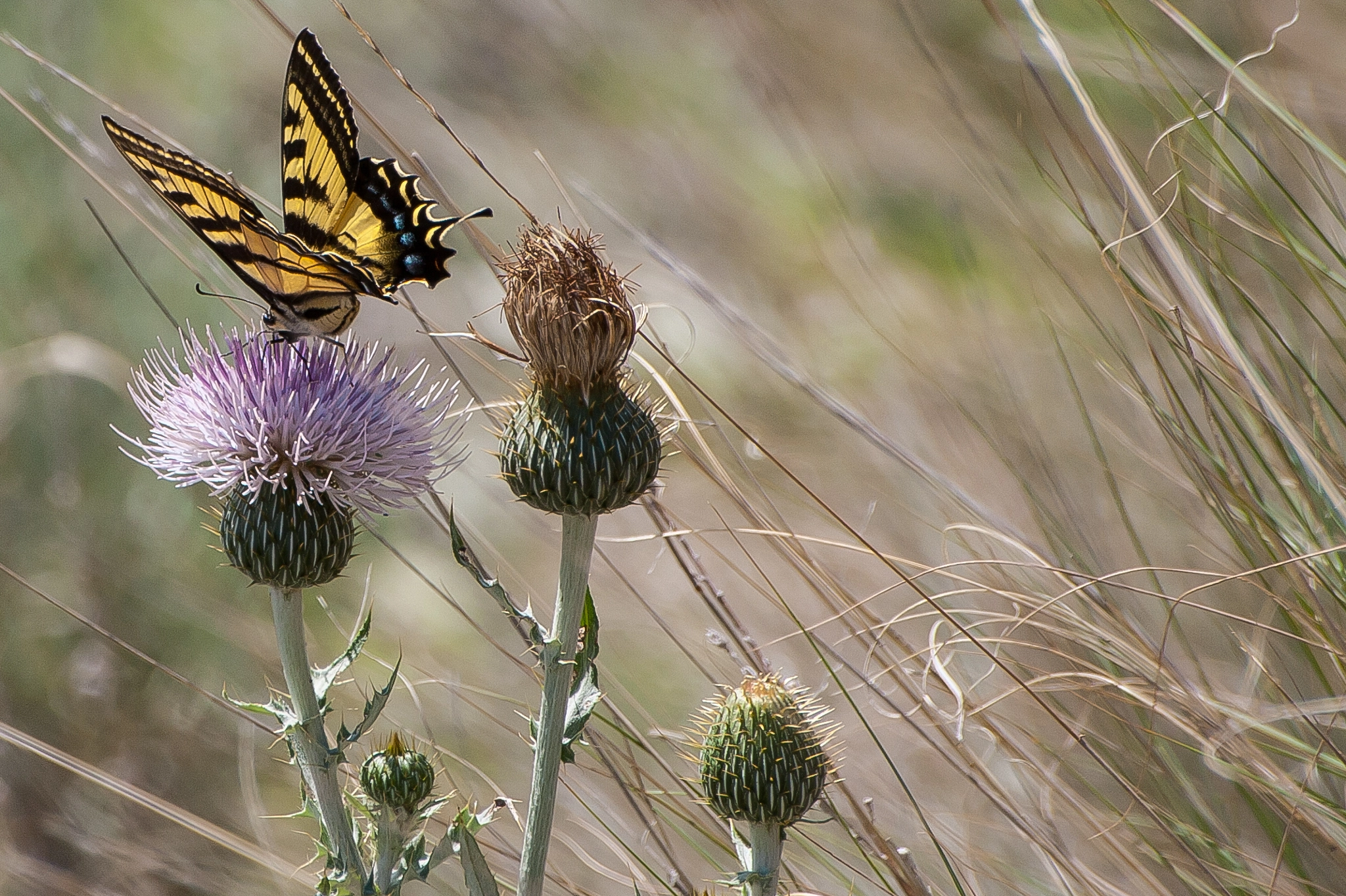 Sigma 70-300mm F4-5.6 APO DG Macro sample photo. Swallowtail photography