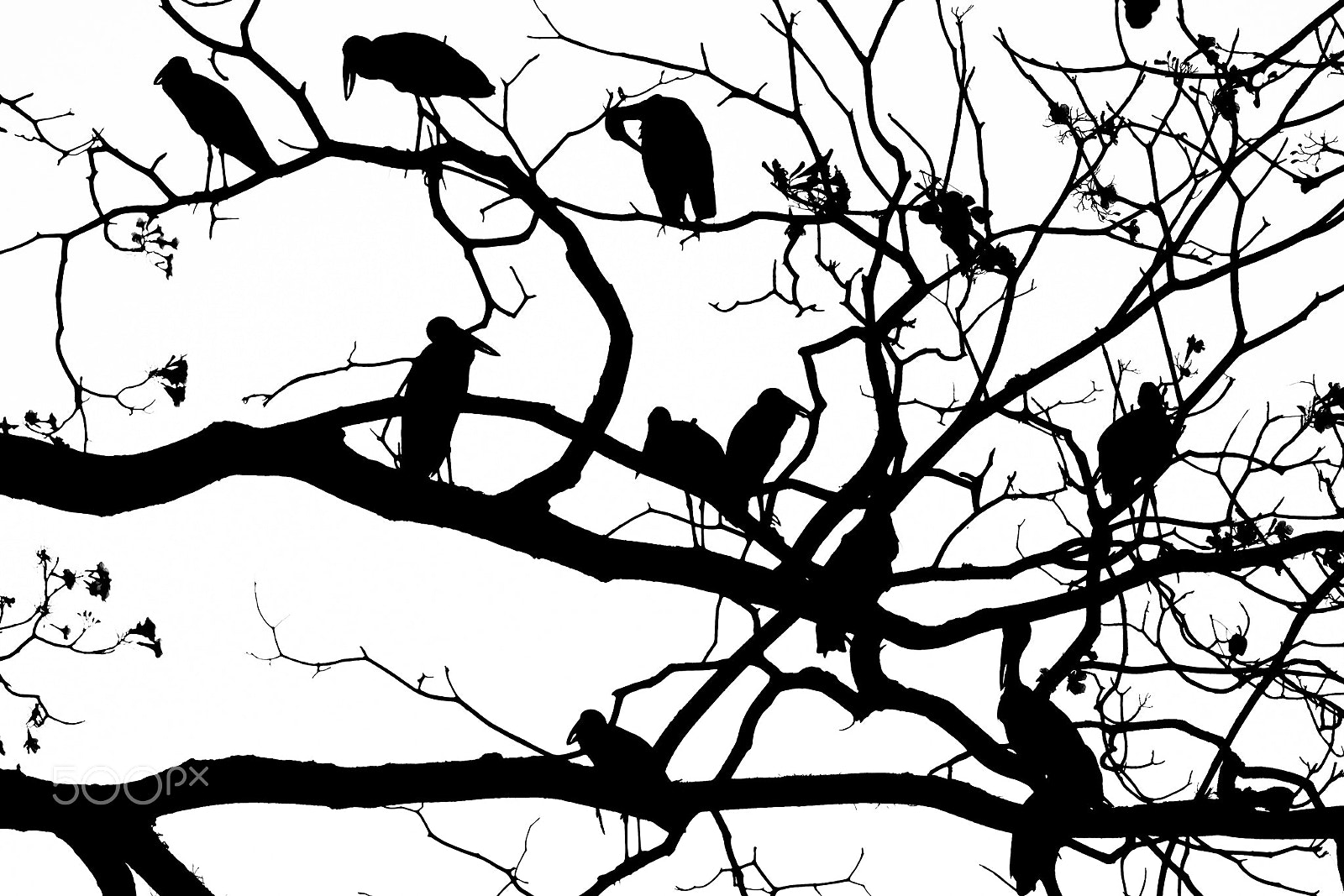 Fujifilm X-Pro1 + Fujifilm XC 50-230mm F4.5-6.7 OIS sample photo. Shadow of branches photography