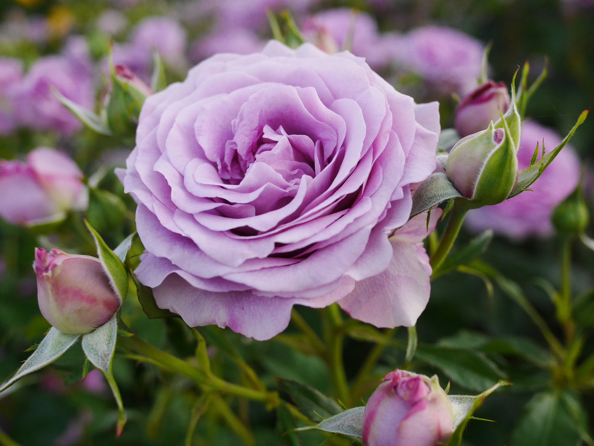 Panasonic Lumix DMC-GX7 + Panasonic Lumix G 20mm F1.7 ASPH sample photo. Violet's pride rose photography