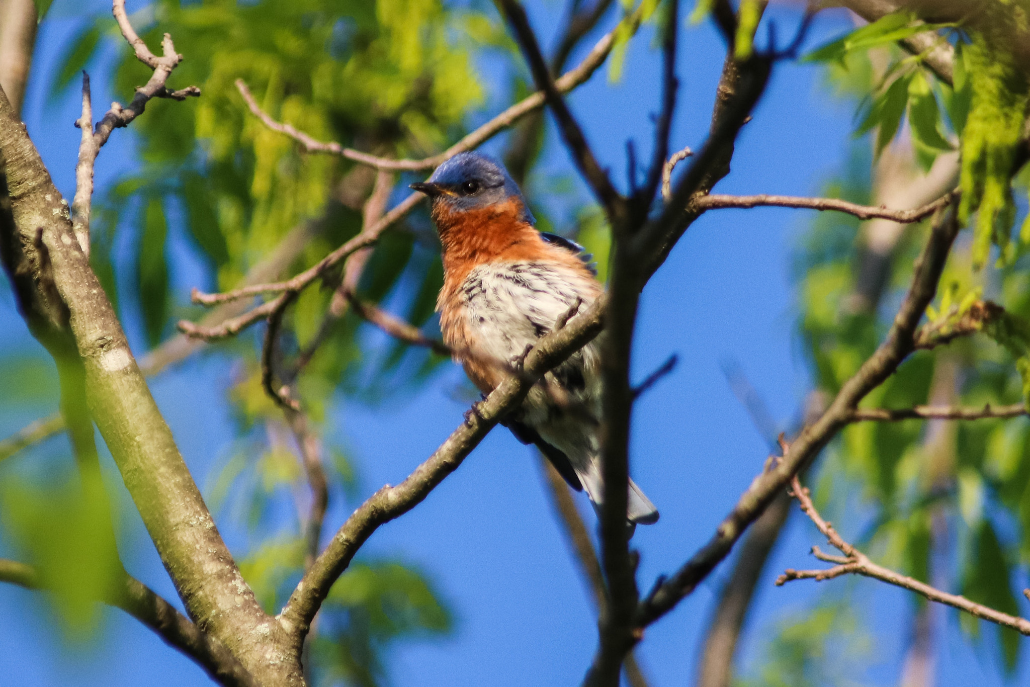 Canon EOS 760D (EOS Rebel T6s / EOS 8000D) + Canon 200-500mm sample photo. Earth day in our backyard photography
