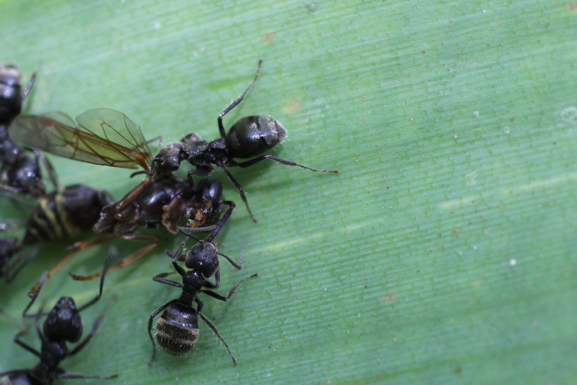Canon EF 50mm F2.5 Macro sample photo. Cruel is good photography