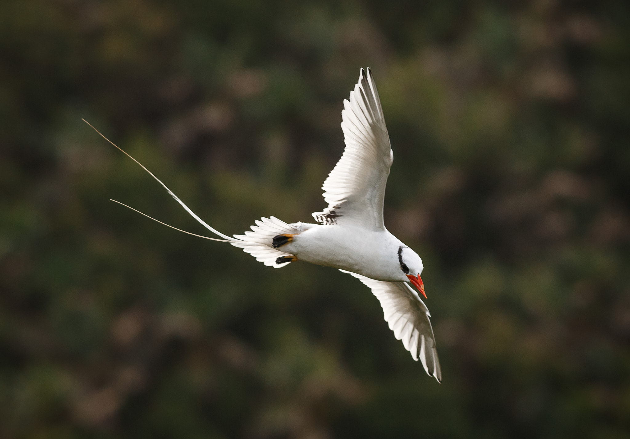Canon EOS 6D + Canon EF 400mm F5.6L USM sample photo. Red-billed tropicbird photography
