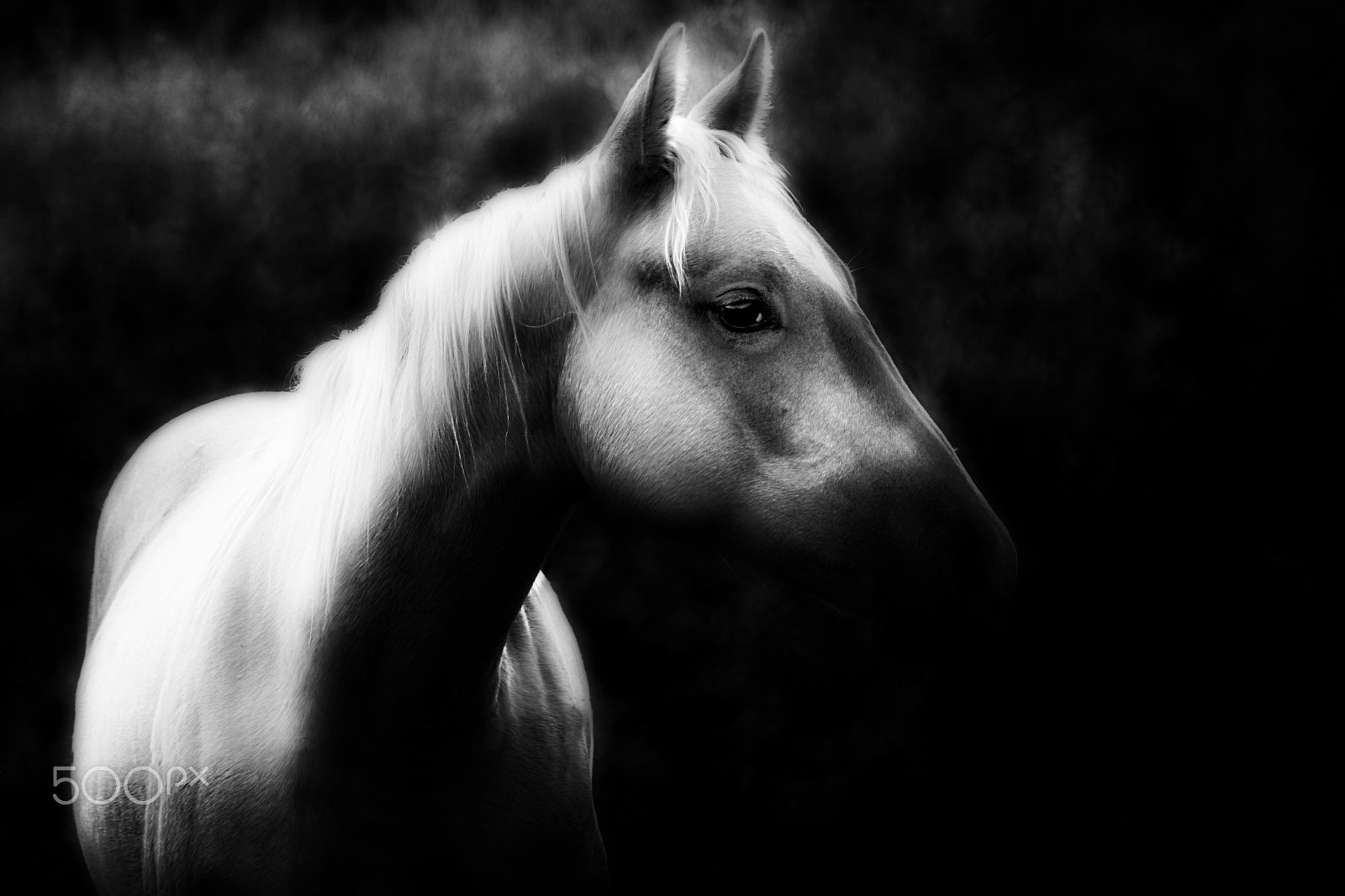 Canon EOS 400D (EOS Digital Rebel XTi / EOS Kiss Digital X) + Tamron AF 70-300mm F4-5.6 Di LD Macro sample photo. Shadow horse photography
