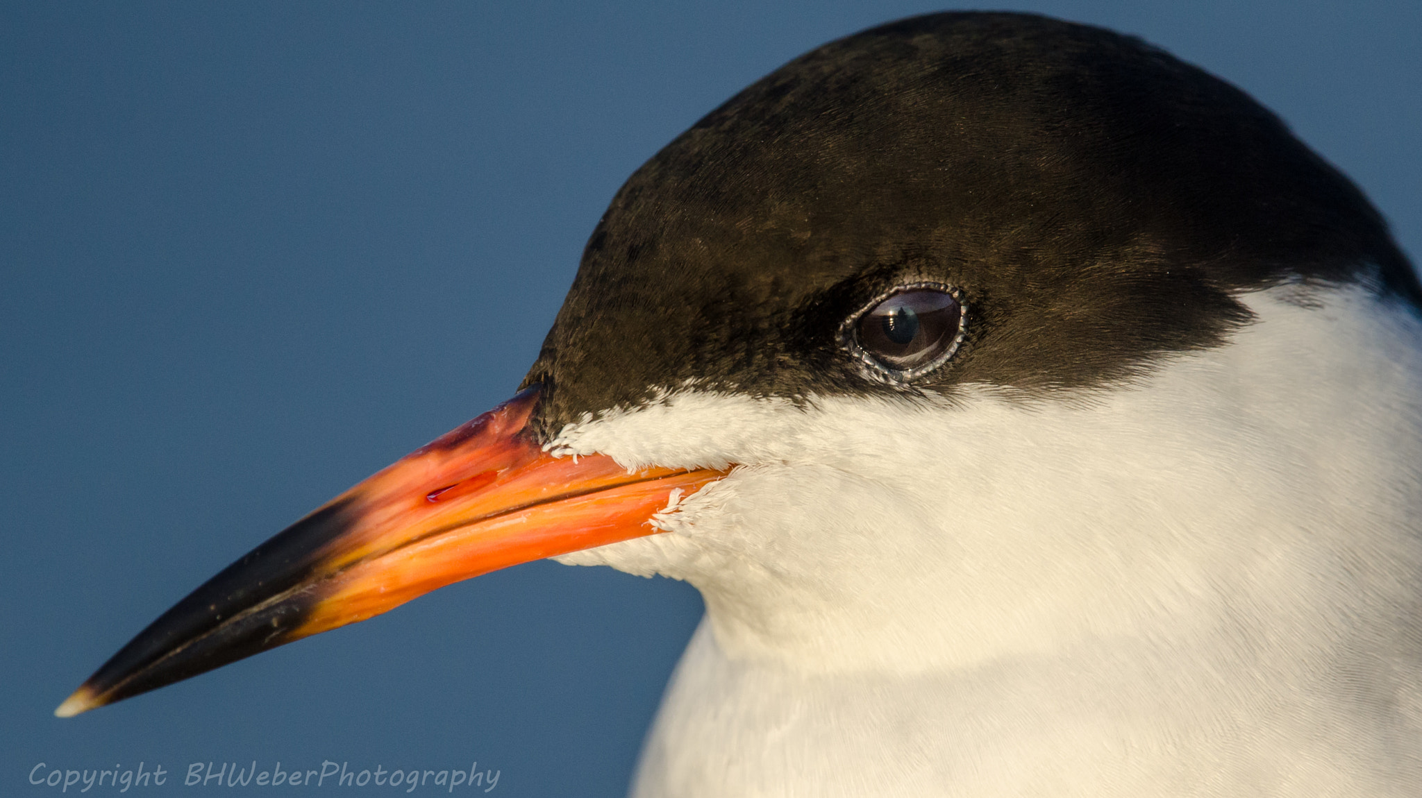 Nikon Nikkor AF-S 300mm F4E PF ED VR sample photo. Eye of the tern photography