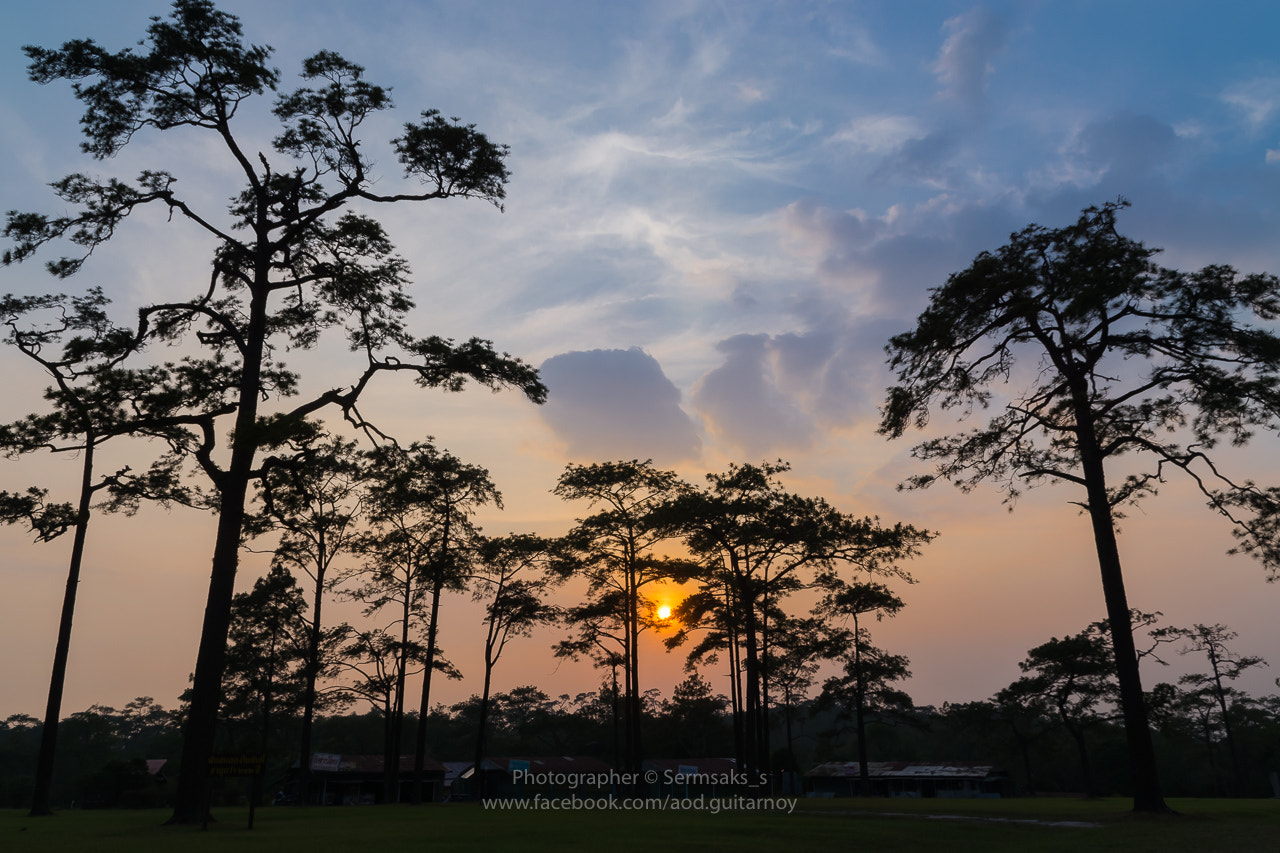 Nikon D5200 + Sigma 17-70mm F2.8-4 DC Macro OS HSM | C sample photo. Pine sunset silhouette photography