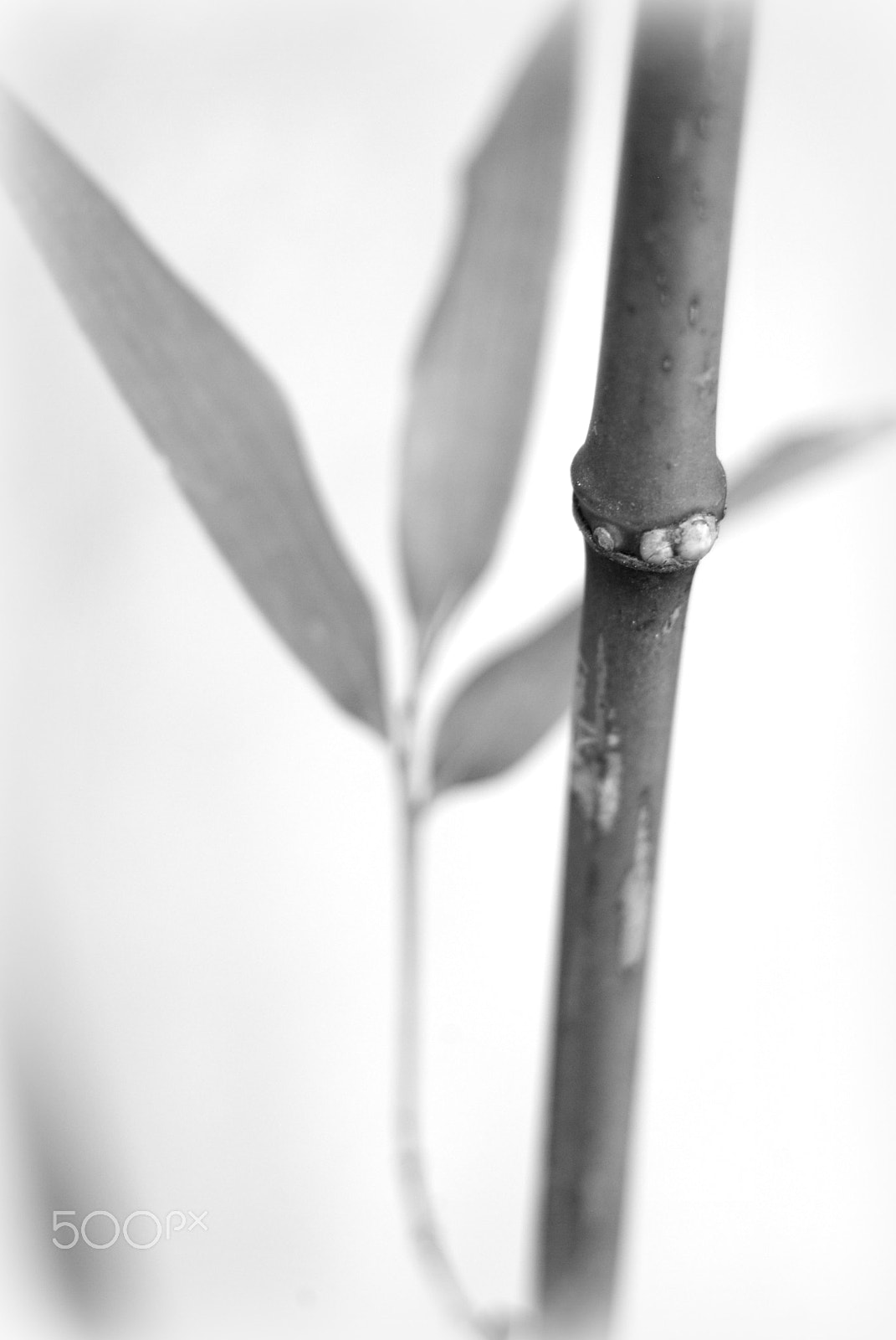 Sigma 28-90mm F3.5-5.6 Macro sample photo. Bamboo culm with leaf photography