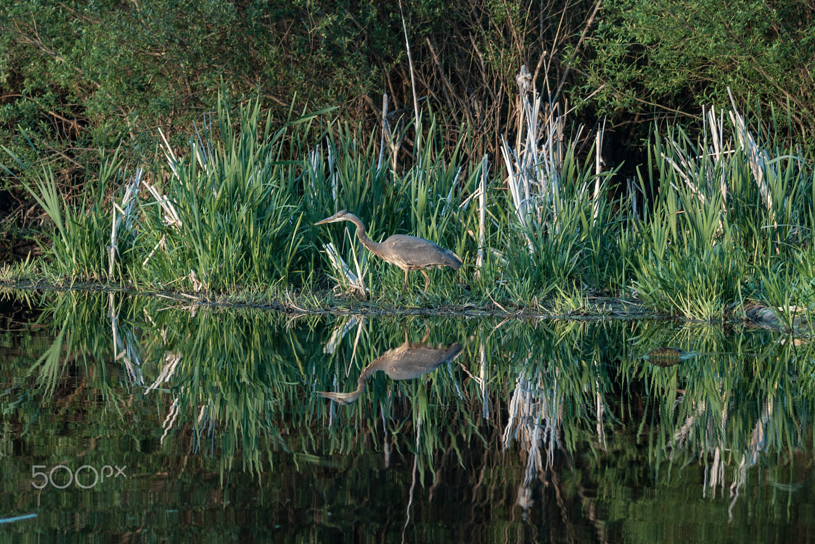 Canon EF 100-200mm f/4.5A sample photo. Solo feeder photography