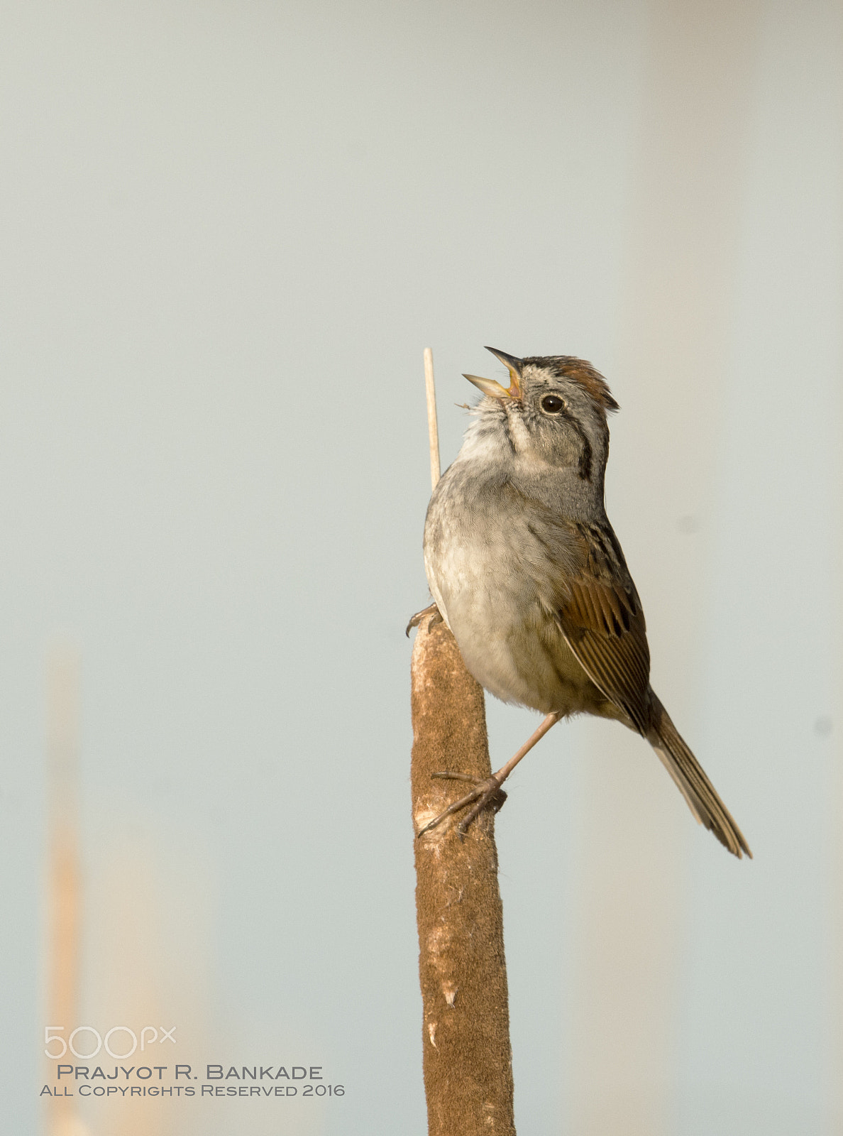 Nikon D7200 + Nikon AF-S Nikkor 500mm F4G ED VR sample photo. Swamp sparrow photography