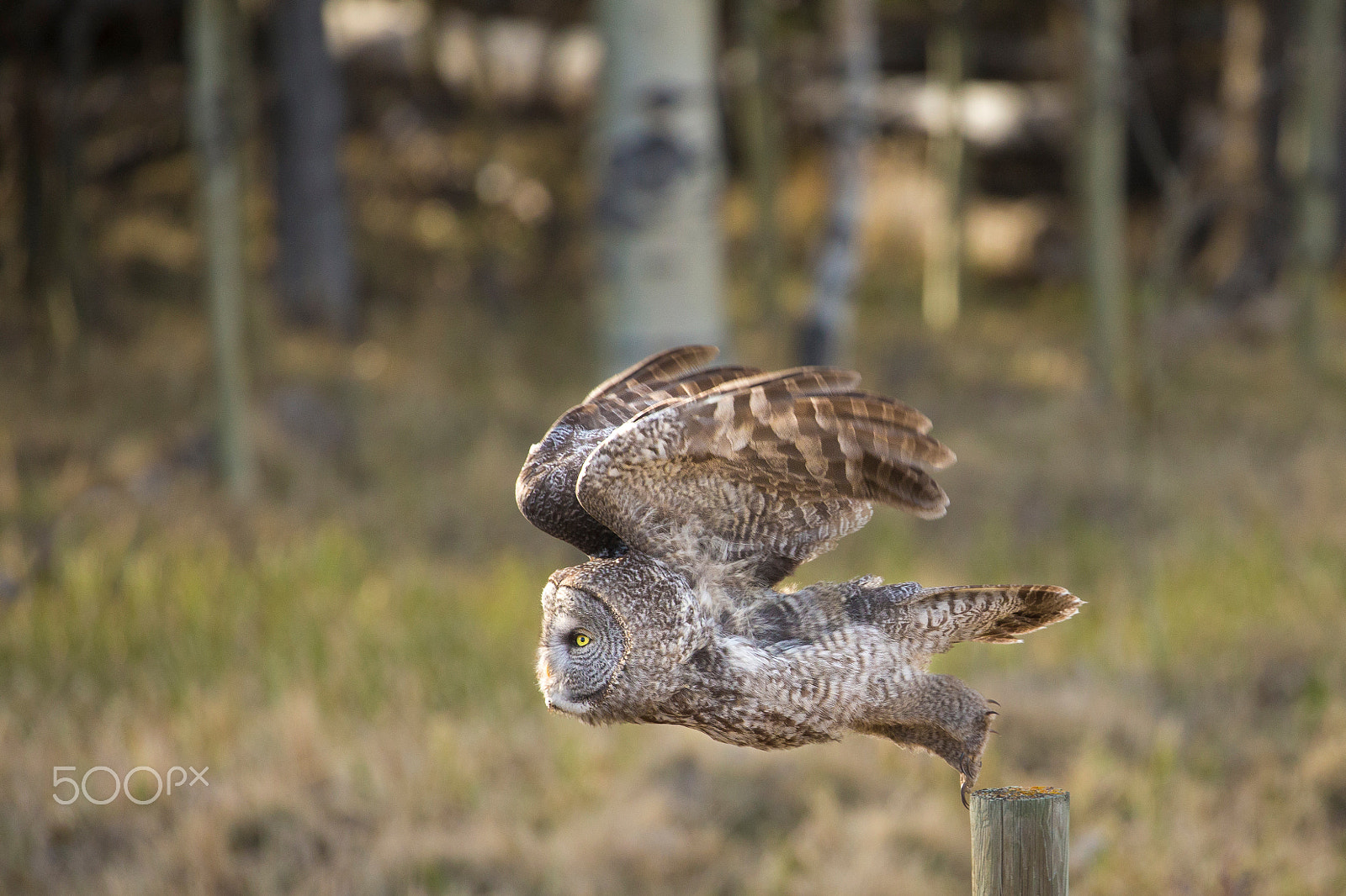 Canon EF 100-400mm F4.5-5.6L IS II USM sample photo. Great grey hunting photography