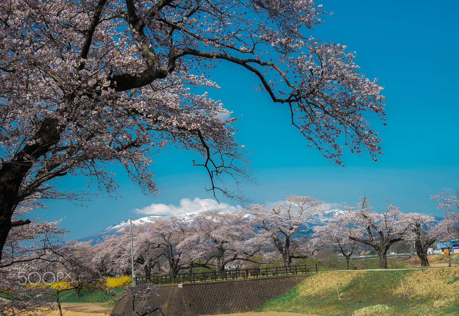 Sony a99 II + Minolta AF 28-70mm F2.8 G sample photo. Cherry blossom or mountain? photography