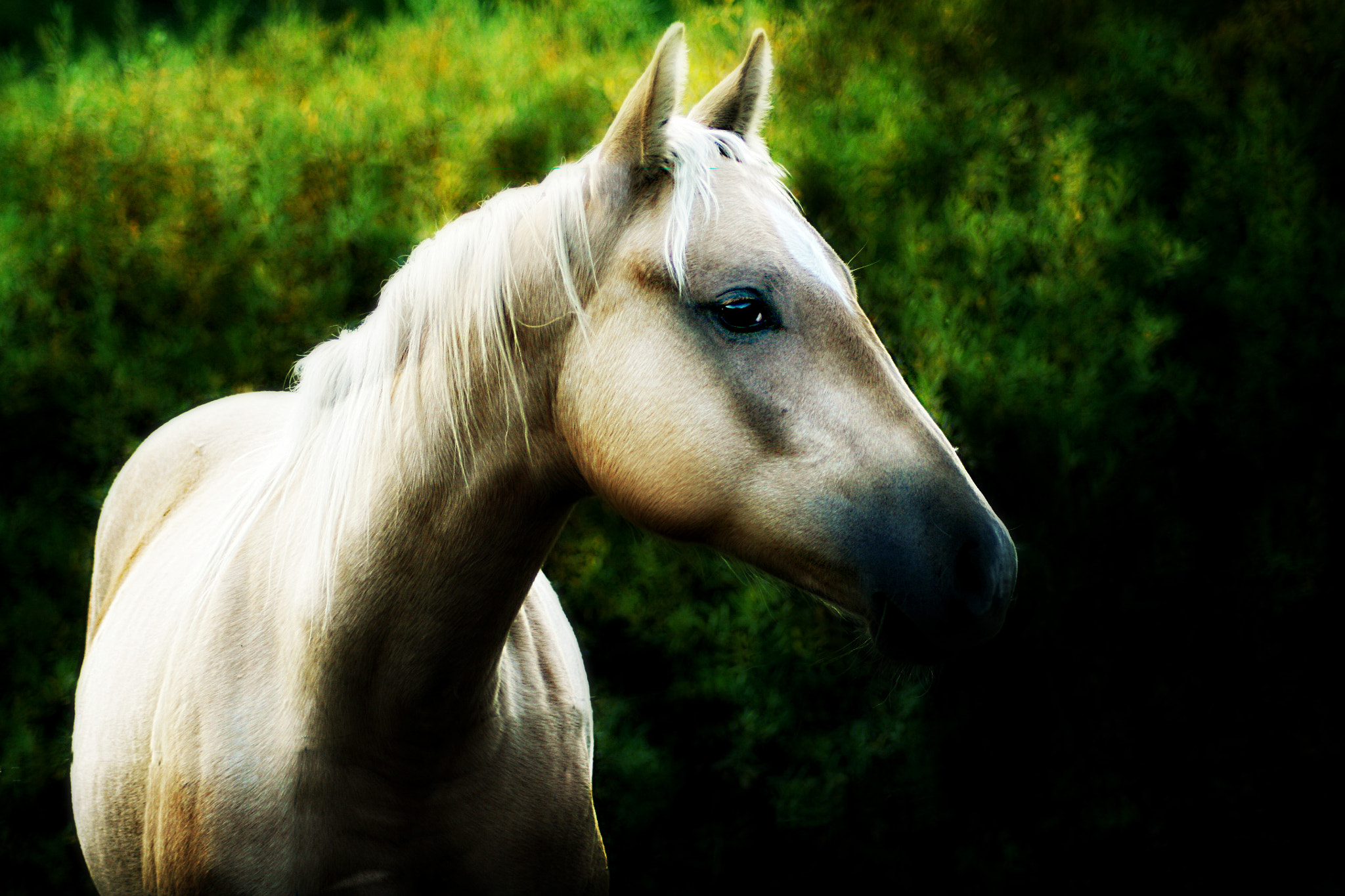 Canon EOS 400D (EOS Digital Rebel XTi / EOS Kiss Digital X) sample photo. Horse photography